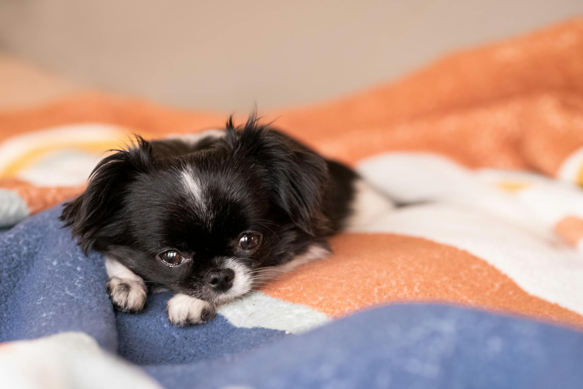 Japanese Chin Dog Breed