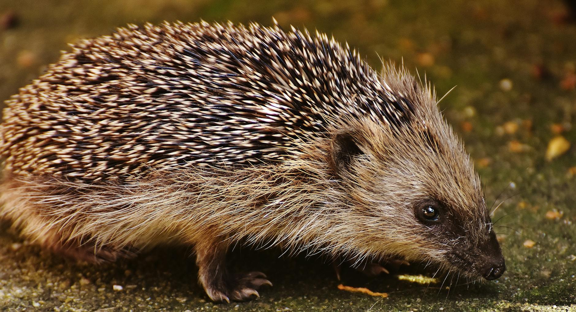 European Hedgehog Animal