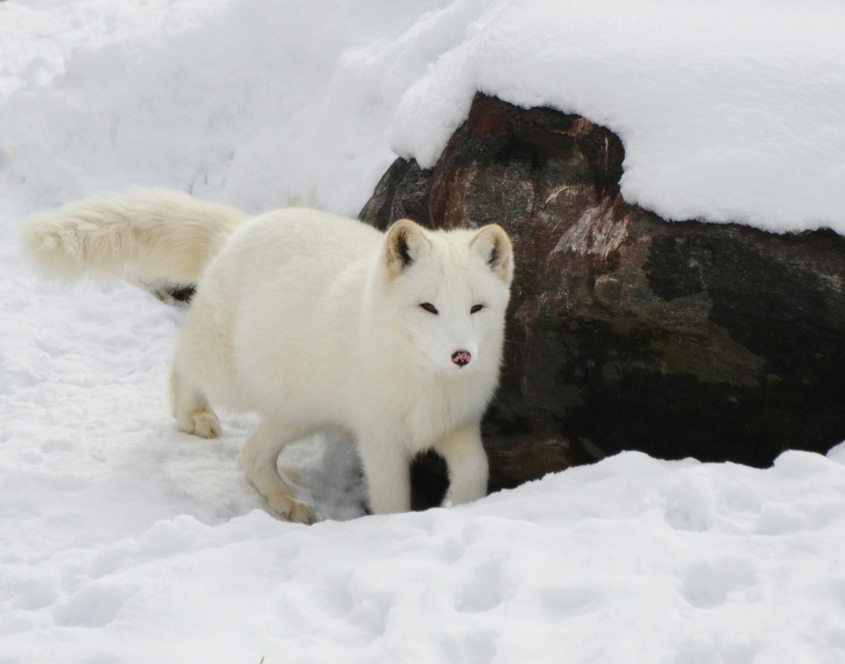 Arctic Fox Animal