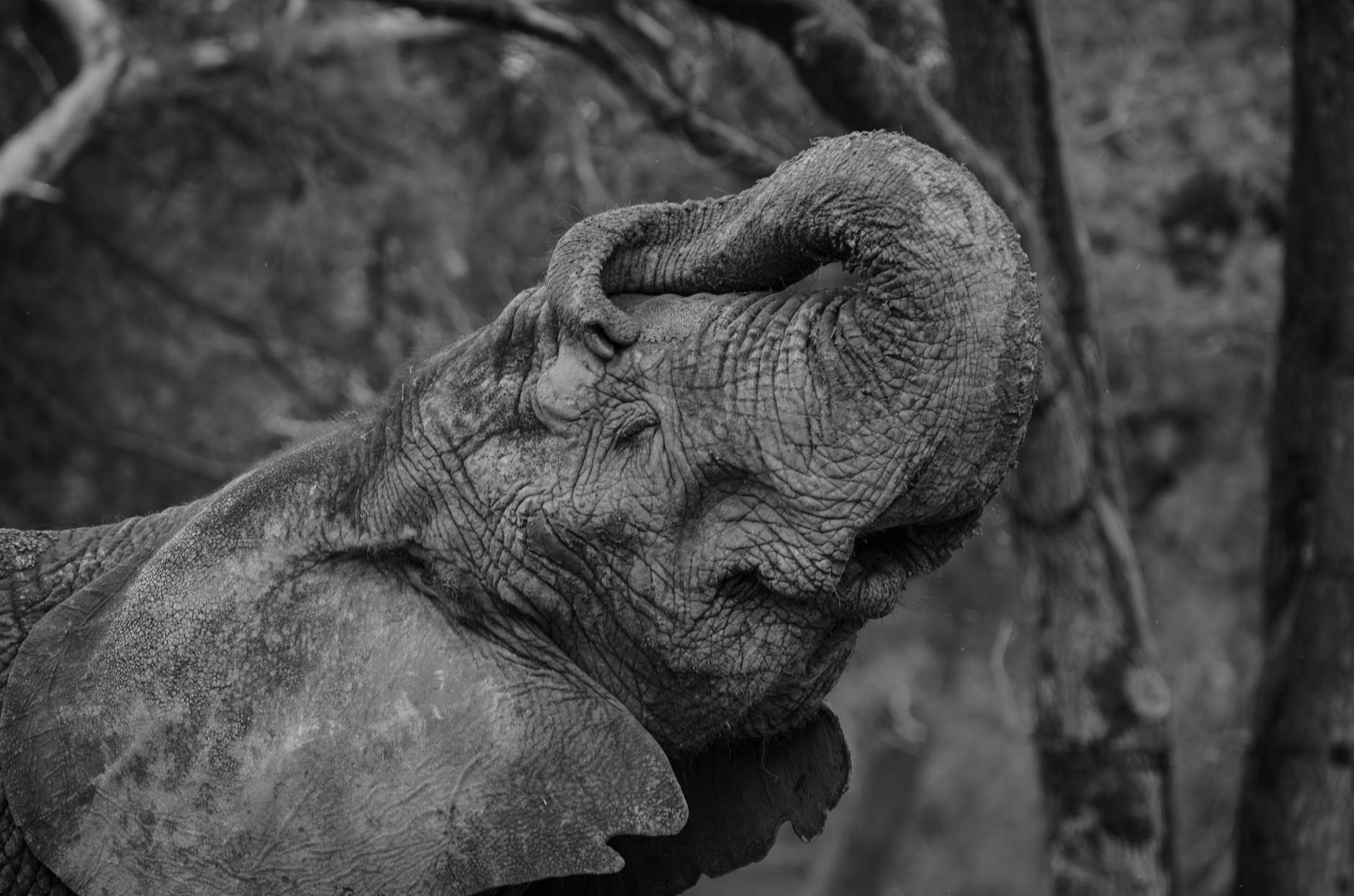 African Elephant Animal