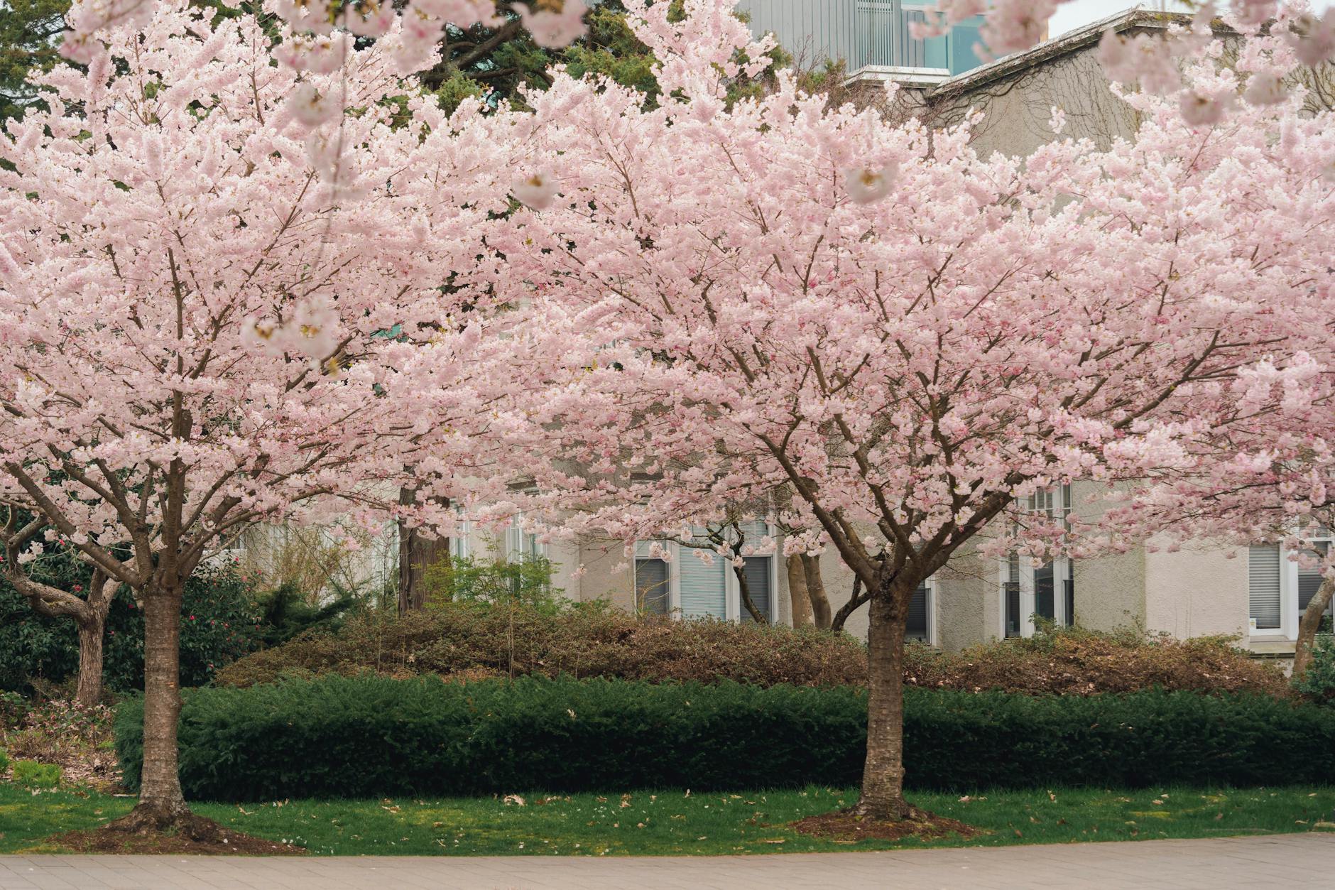 Vancouver Cherry Blossoms