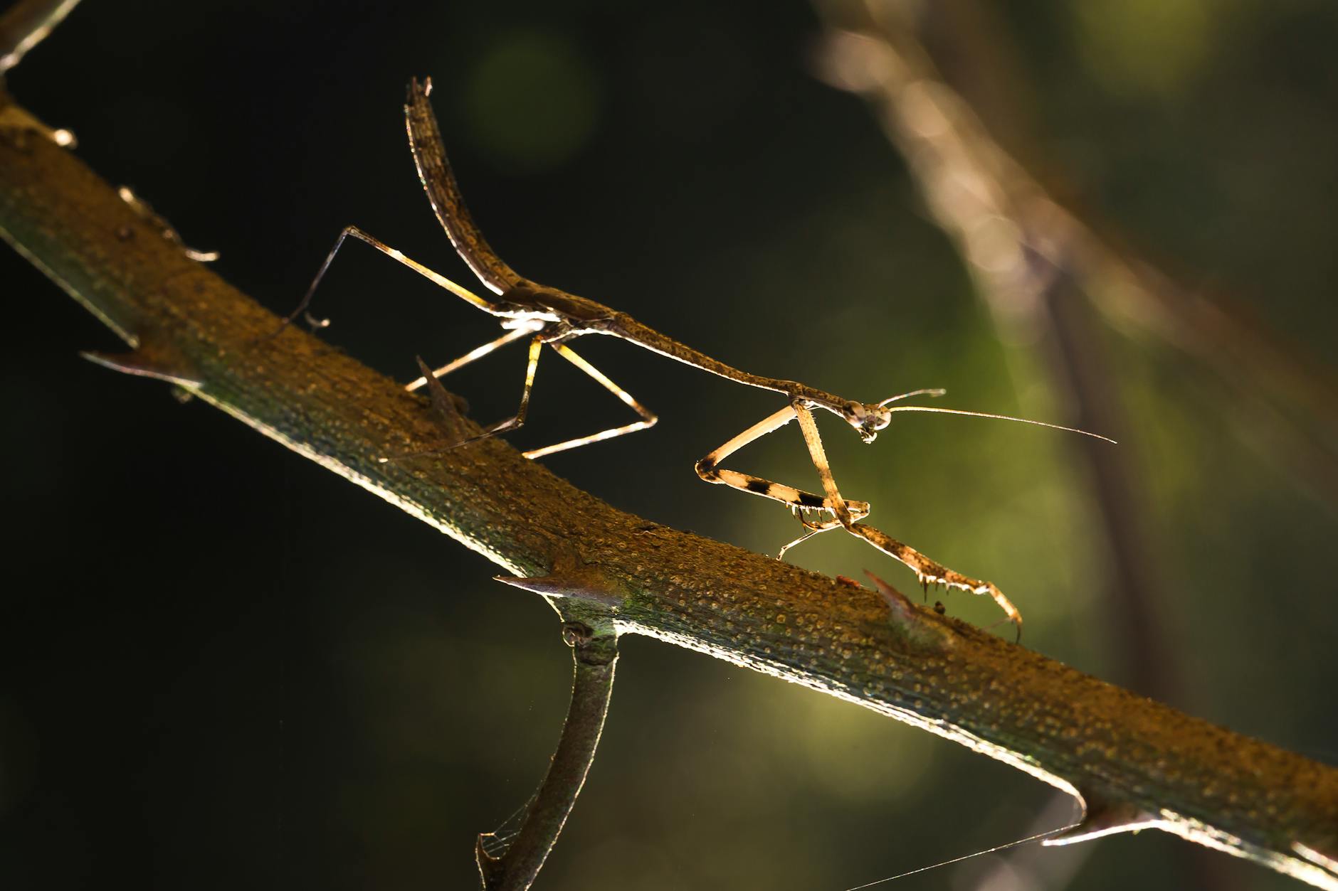 Stick Insect Animal