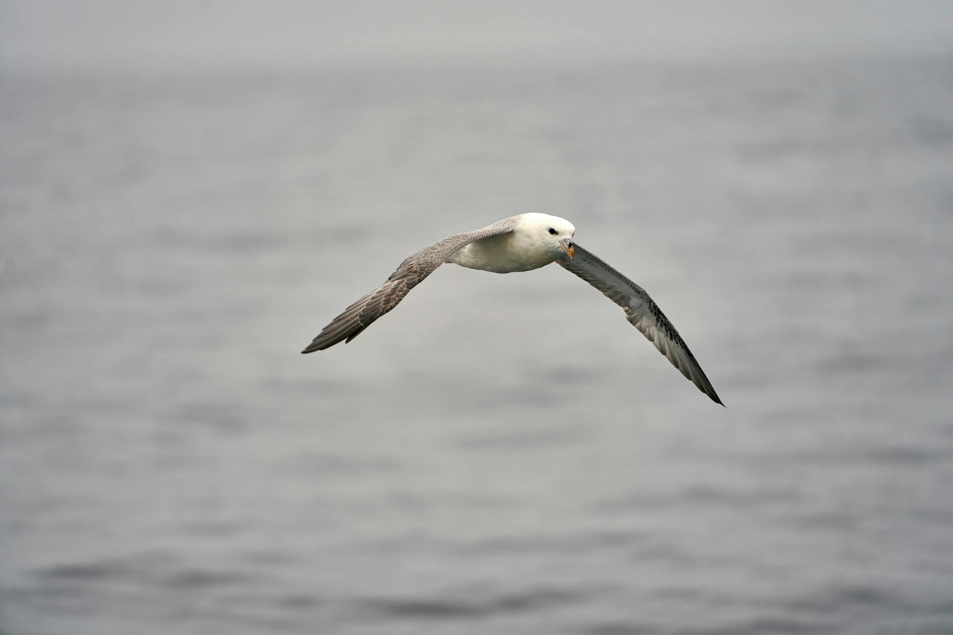 Northern Fulmar Animal