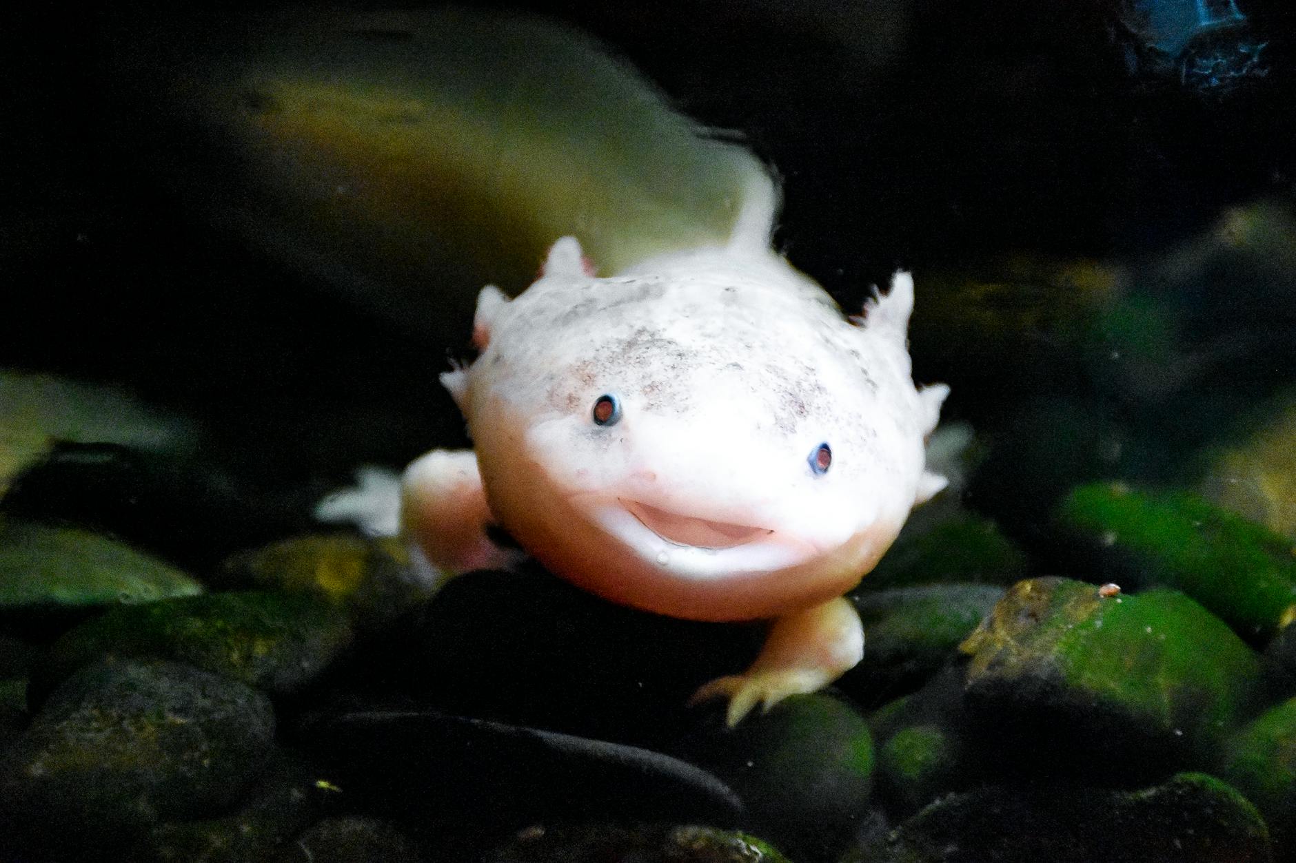Axolotl Pets