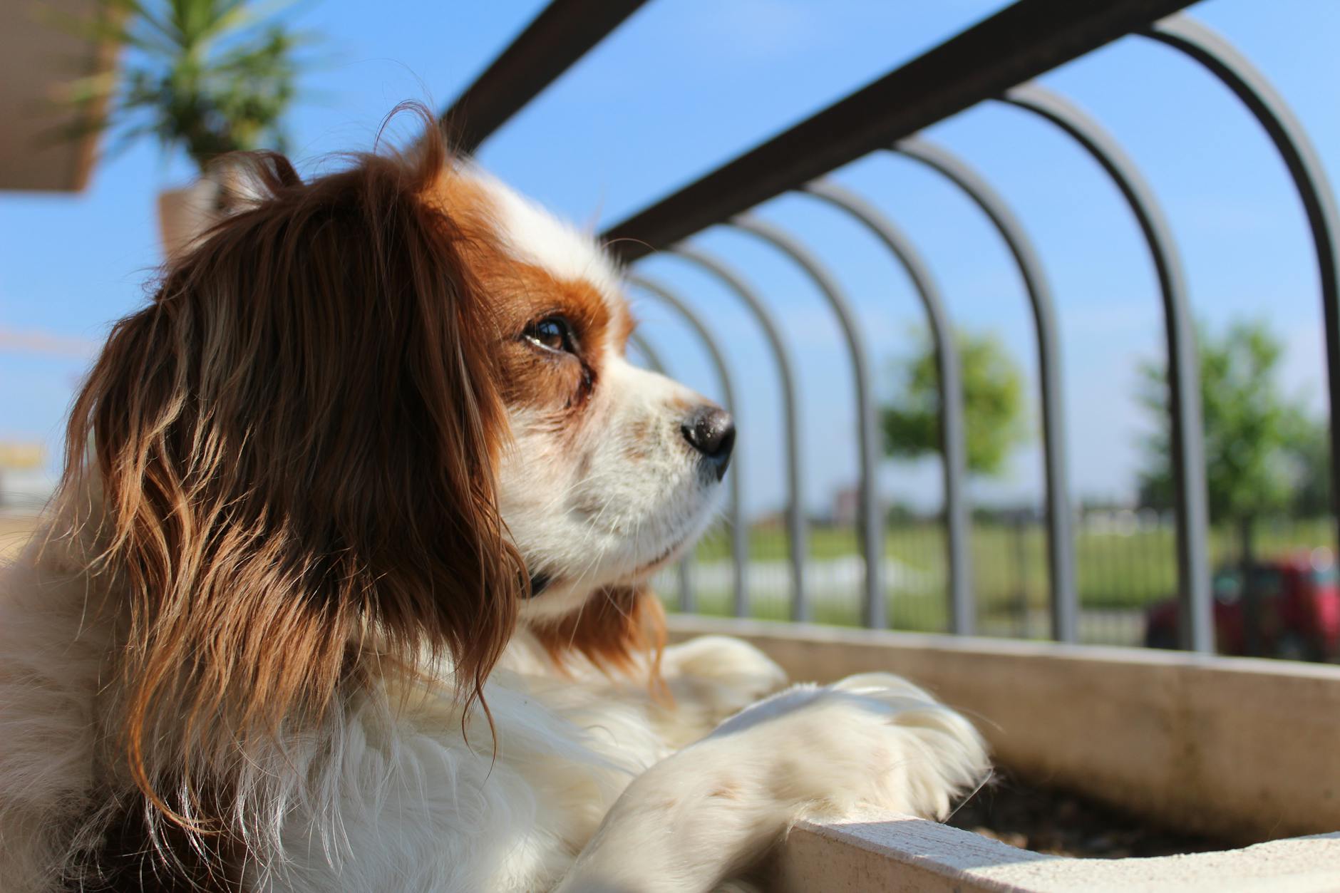 Cavalier King Charles Spaniel Dog