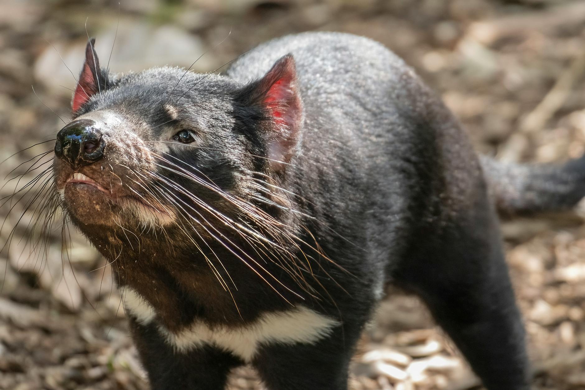 Tasmanian Devil Animal