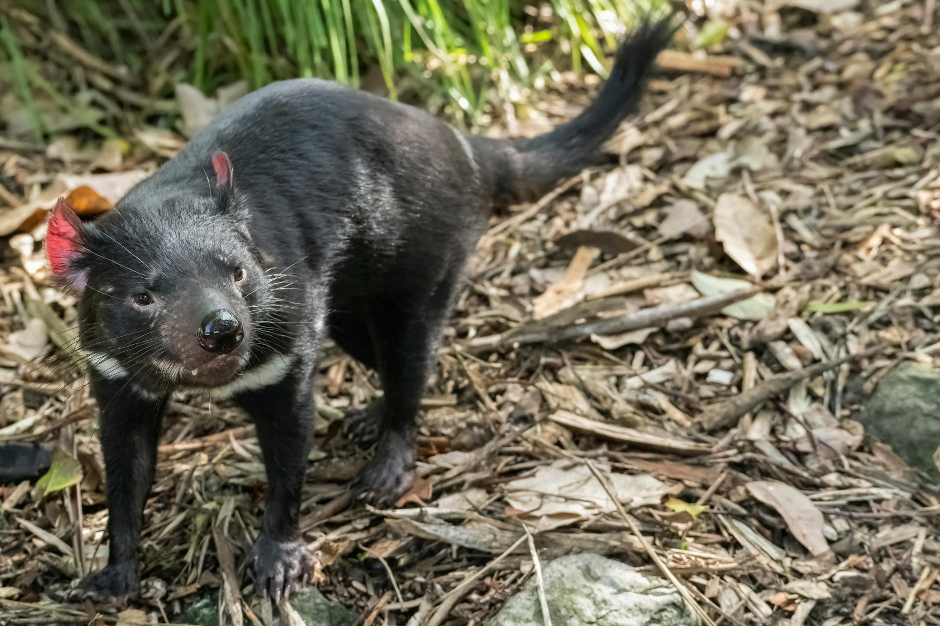 Tasmanian Devil Predator