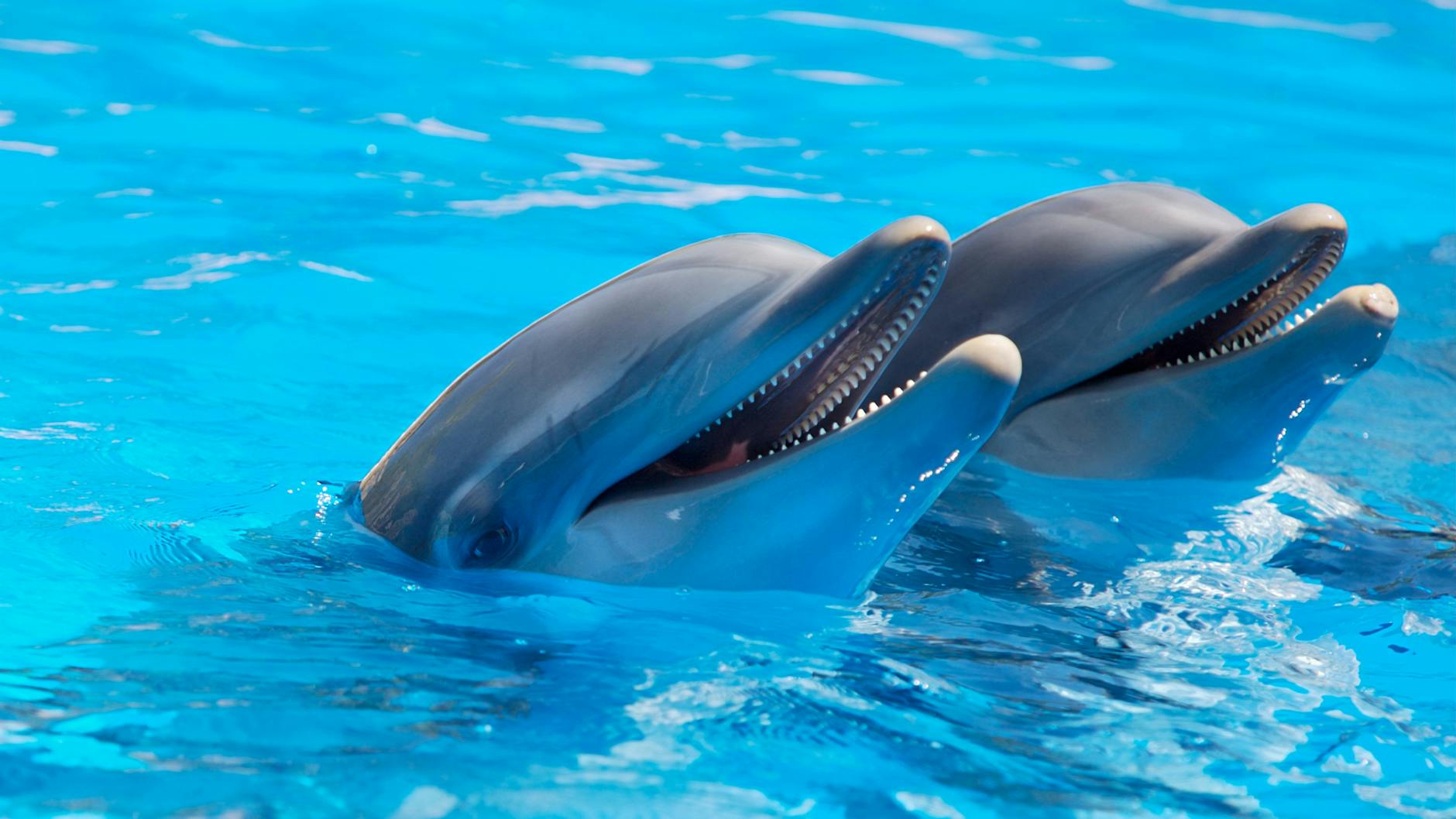 Dolphins Animals