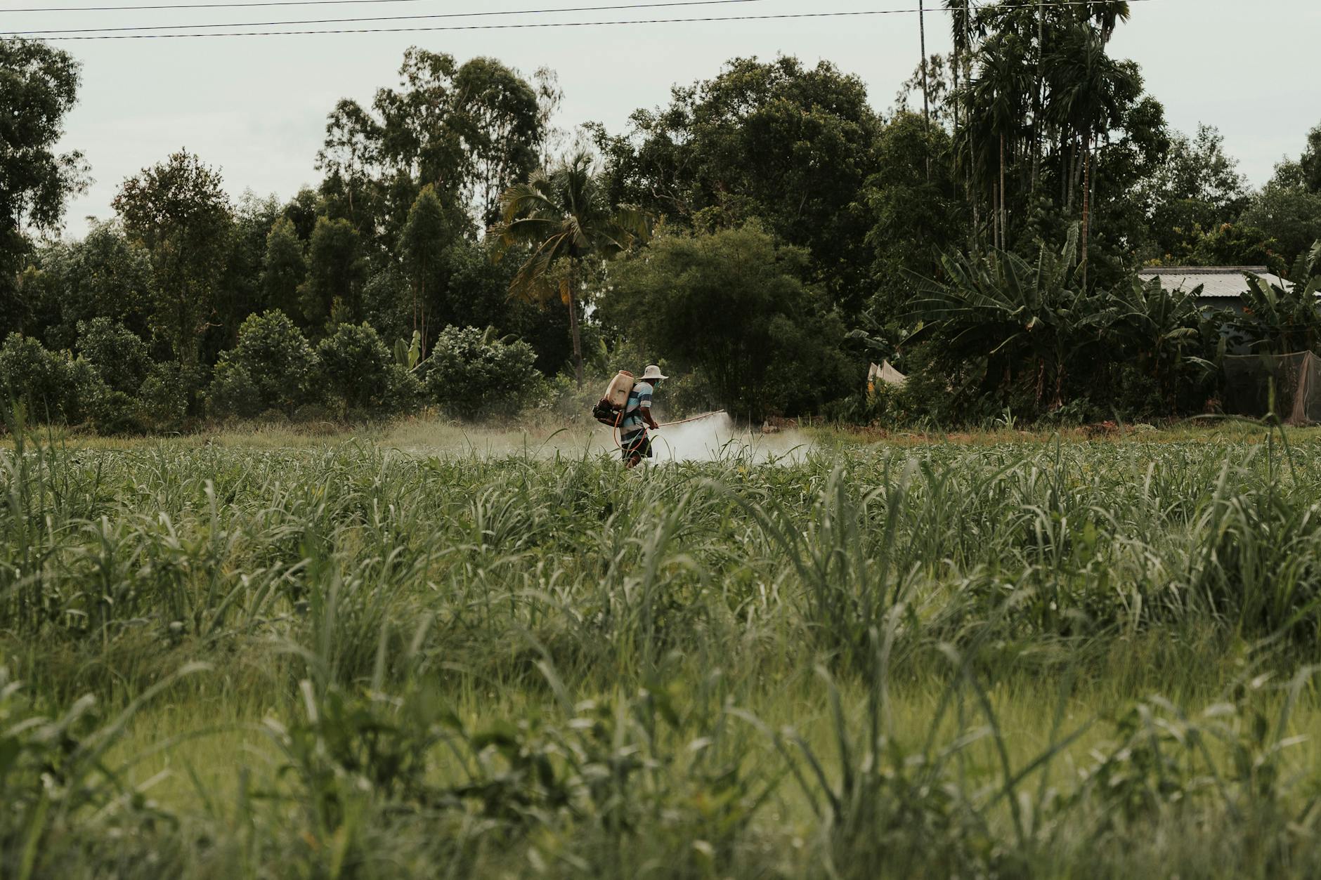 Pesticide Spray In Air