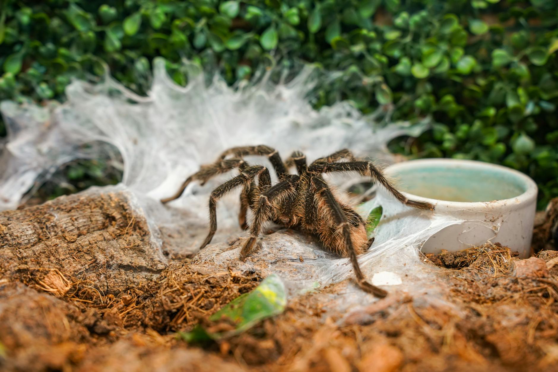 Goliath Birdeater Predator