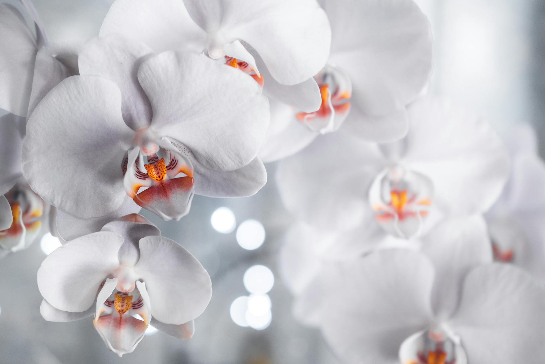 Phalaenopsis Plant
