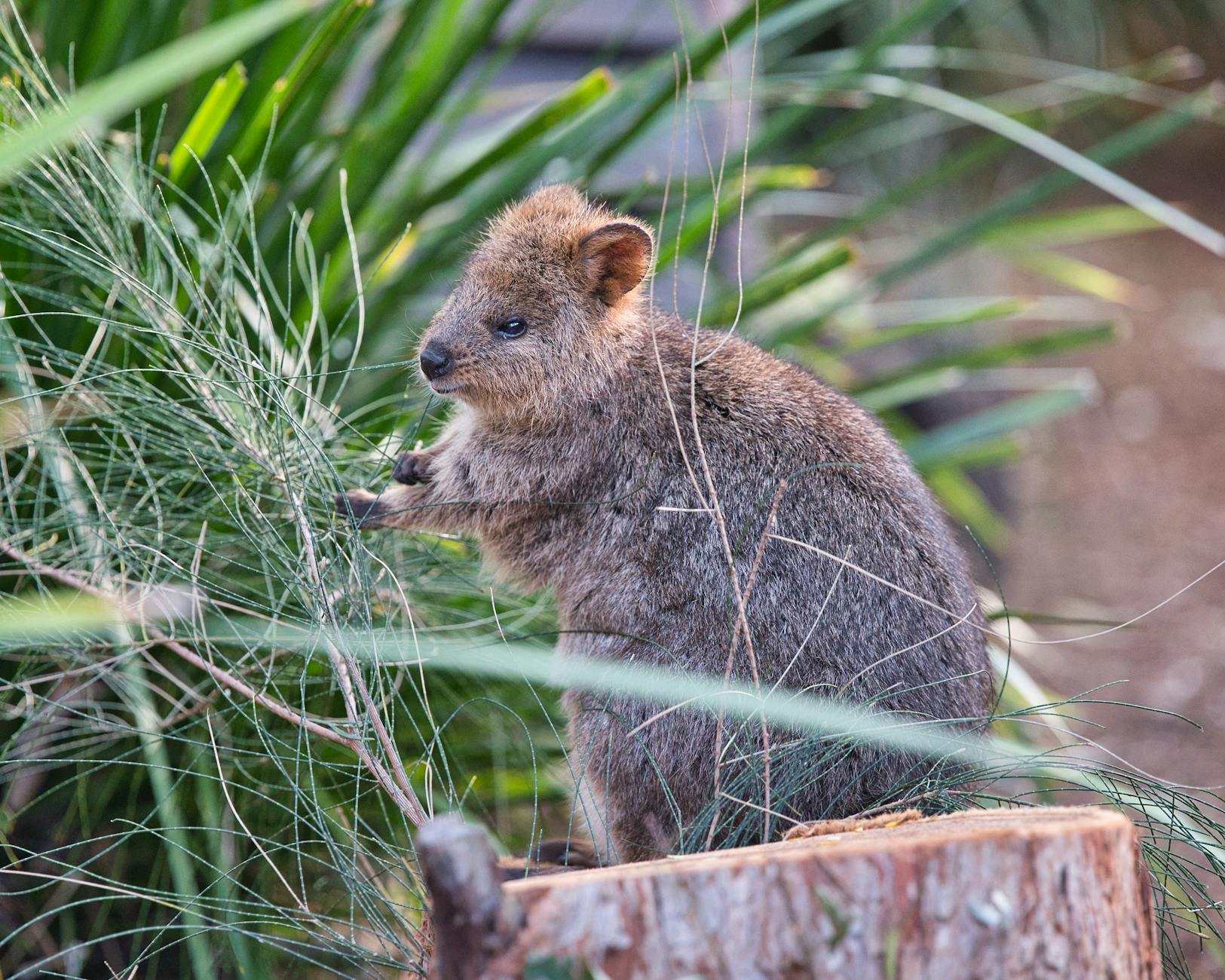 Quokka Animal