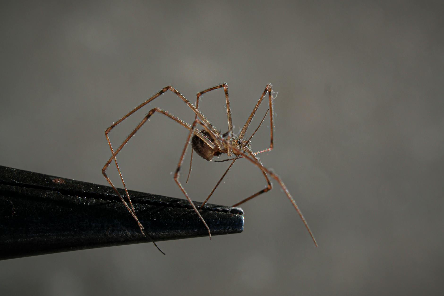 Cellar Spider Pest