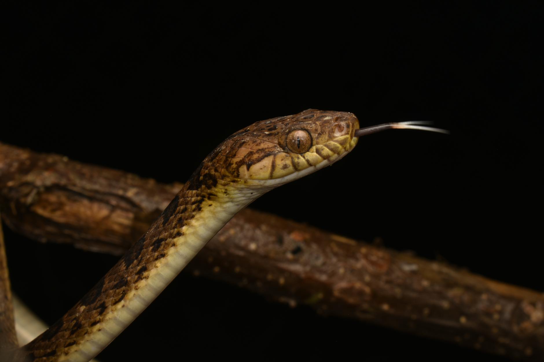 Snake, Reptile, Big Cat