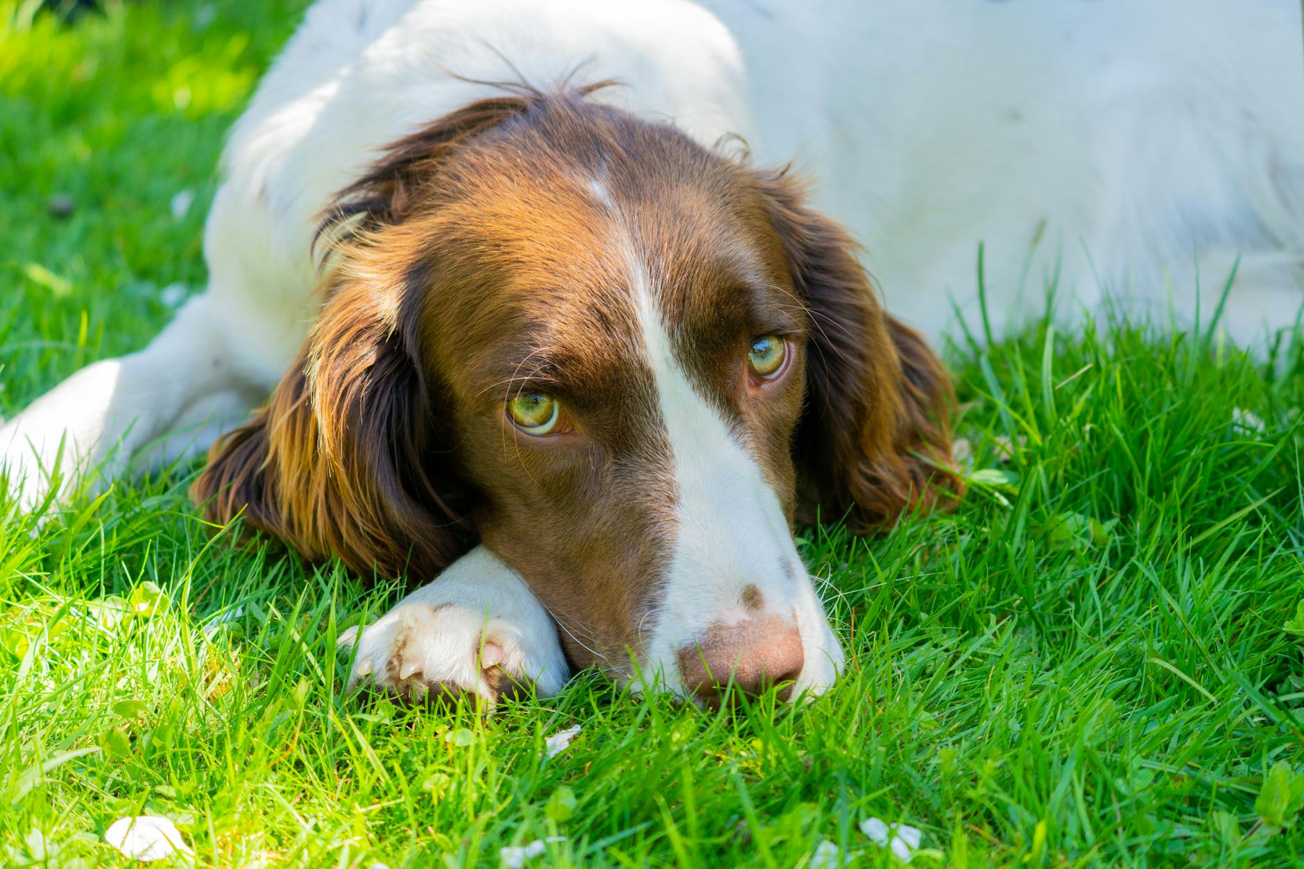 English Springer Spaniel Dog Breed