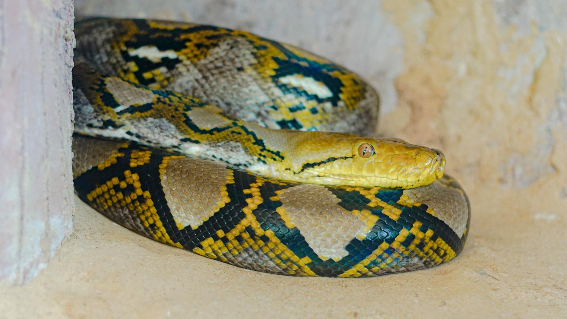 Reticulated Python Animals