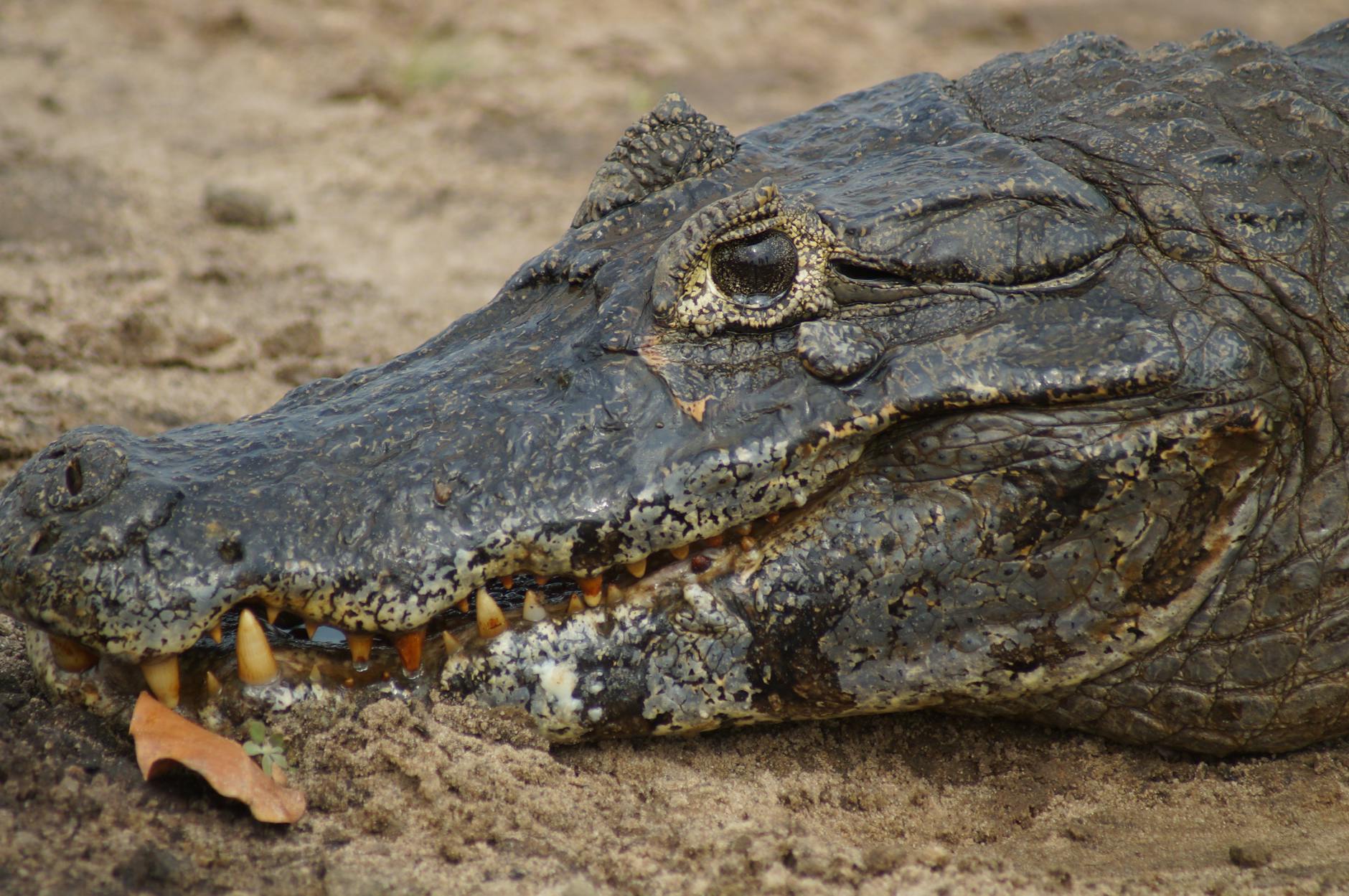Nile Crocodile Predator