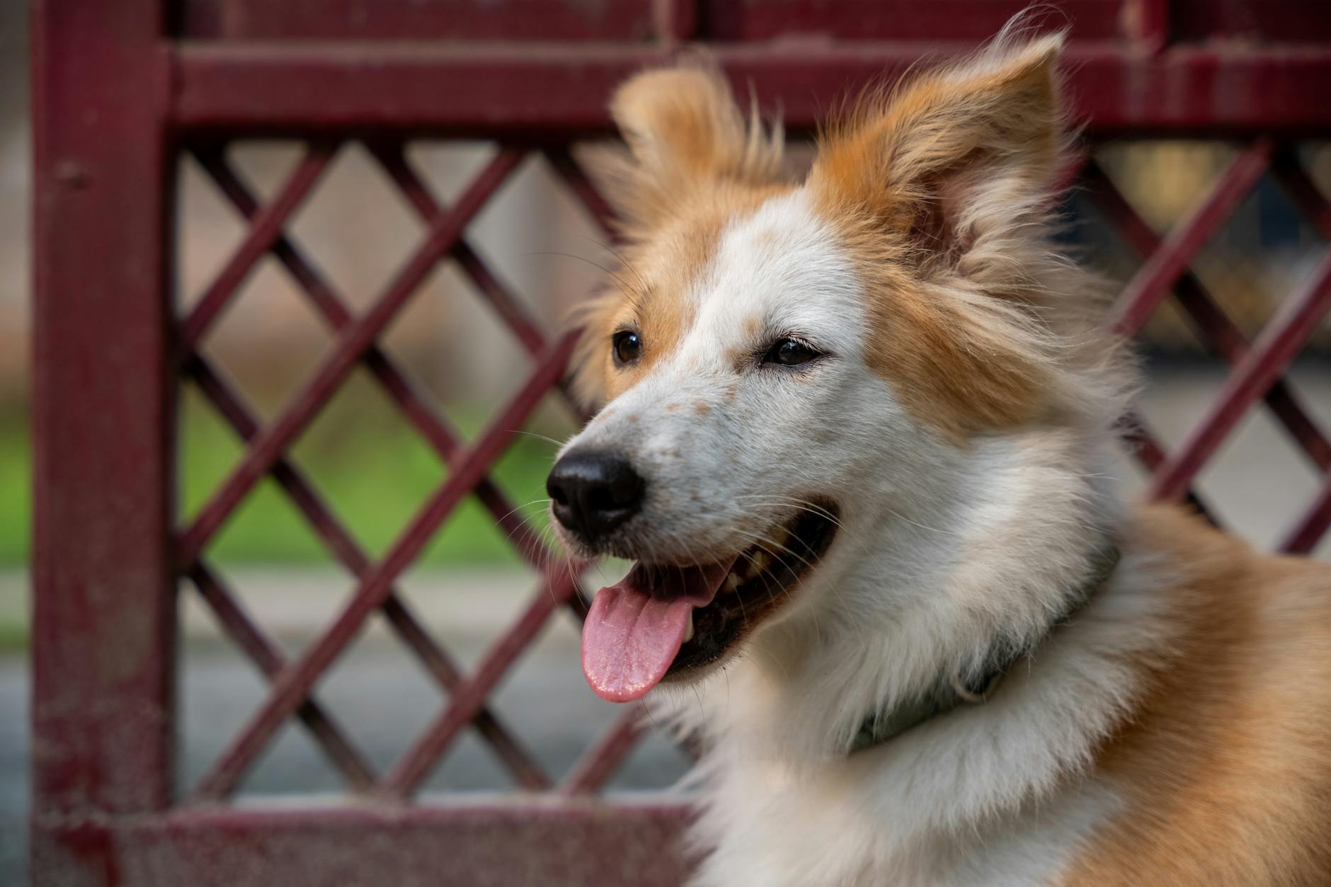 Icelandic Sheepdog Dog Breed