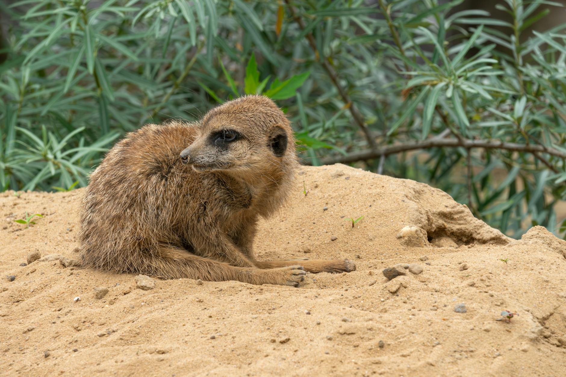 Meerkat Animal