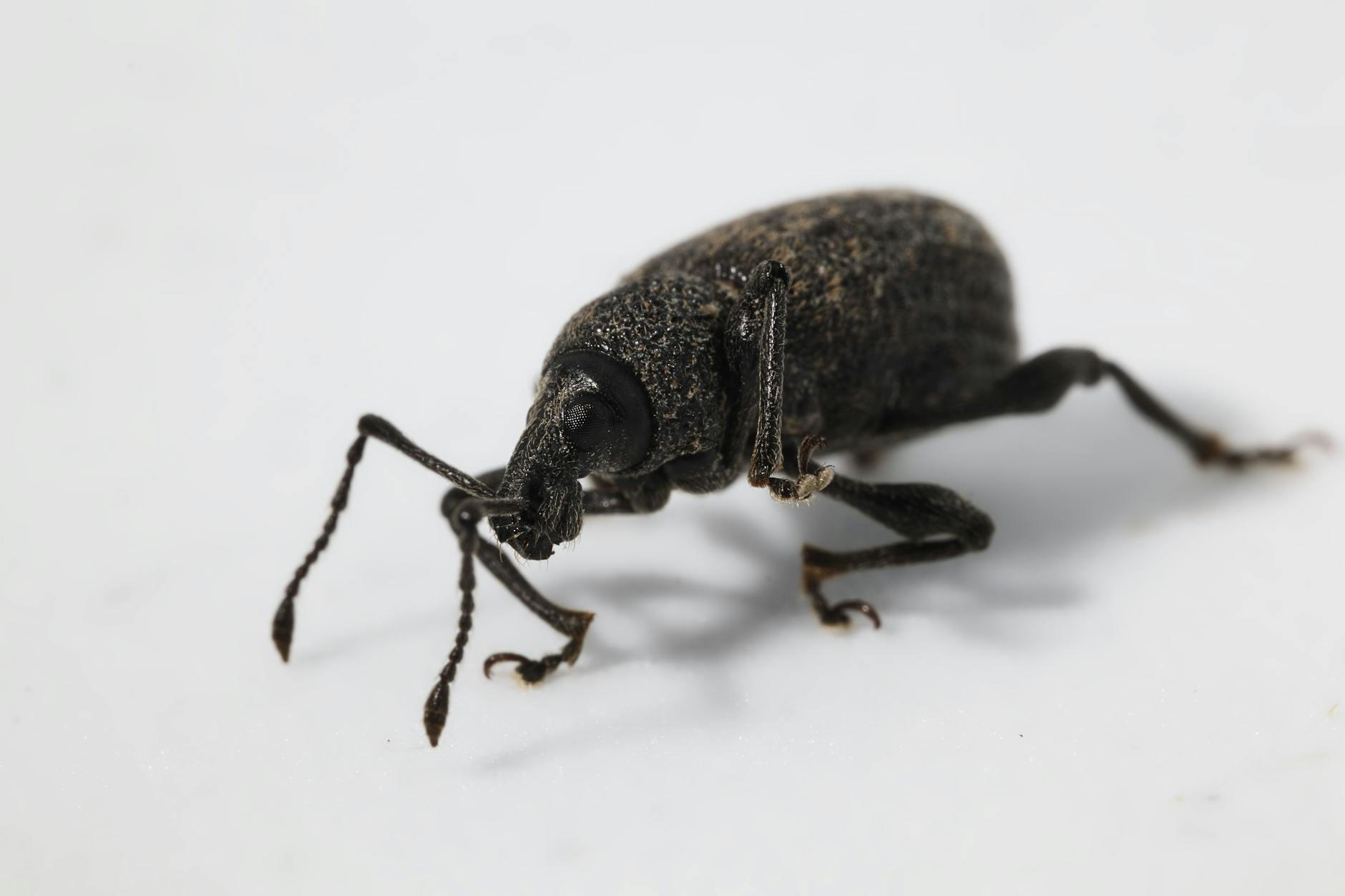 Vine Weevils Bug