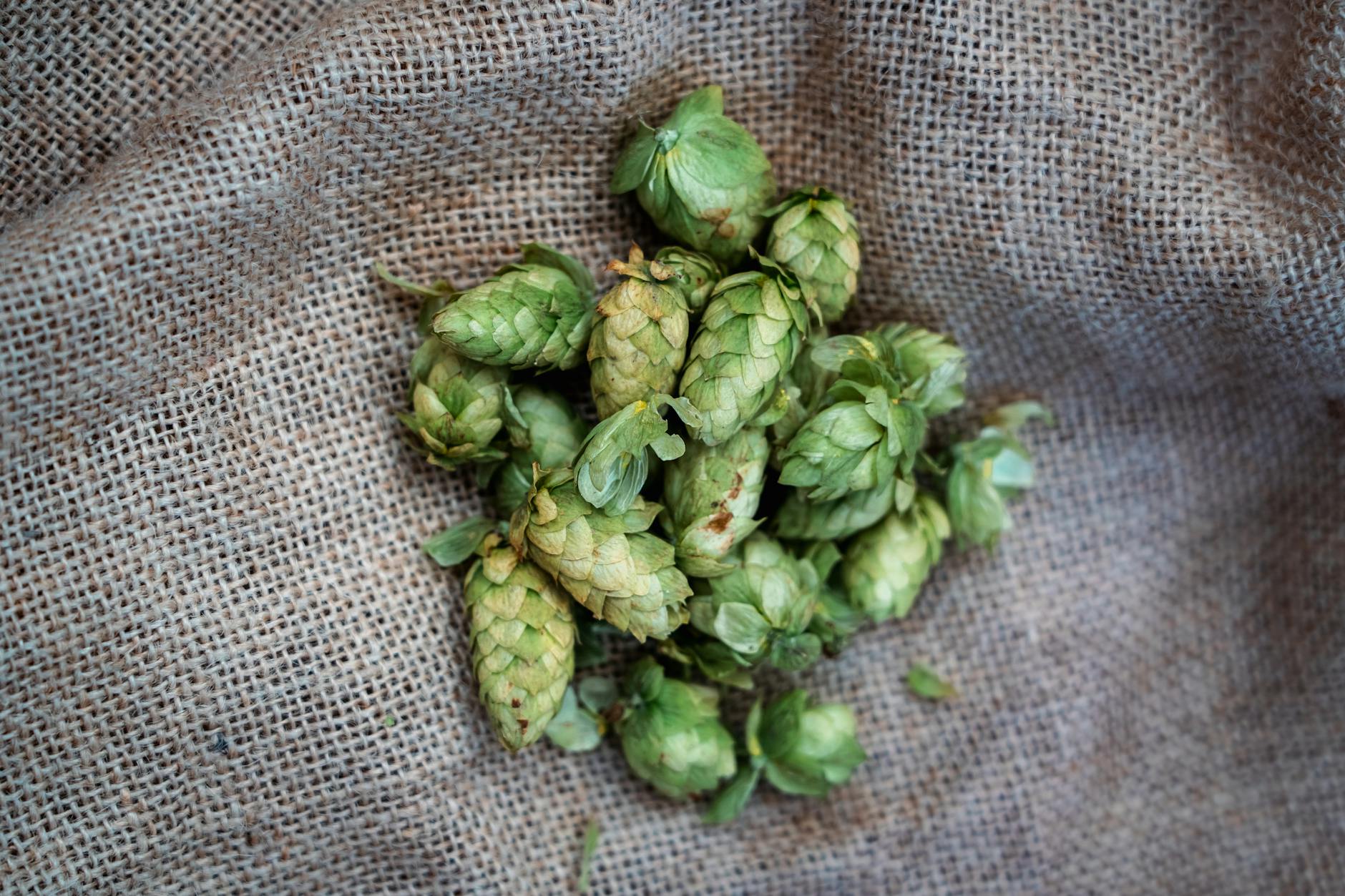 Hops Food
