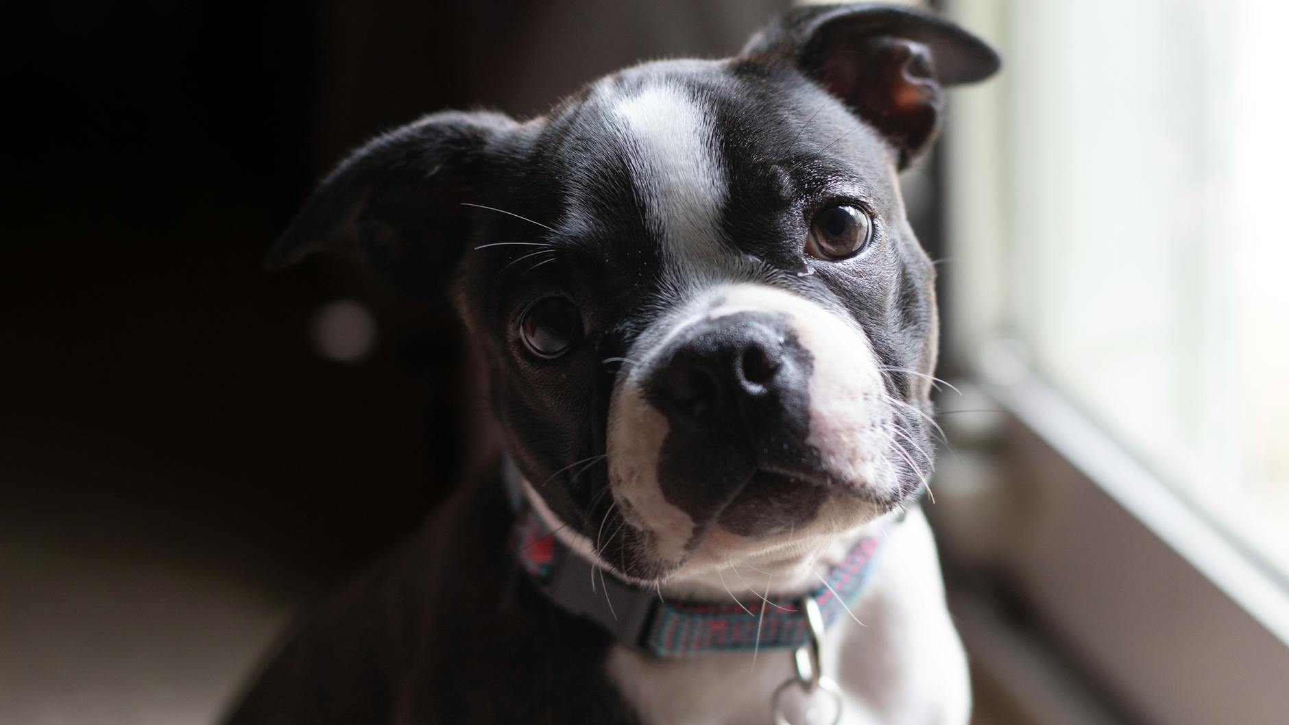 Boston Terrier Dog Breed