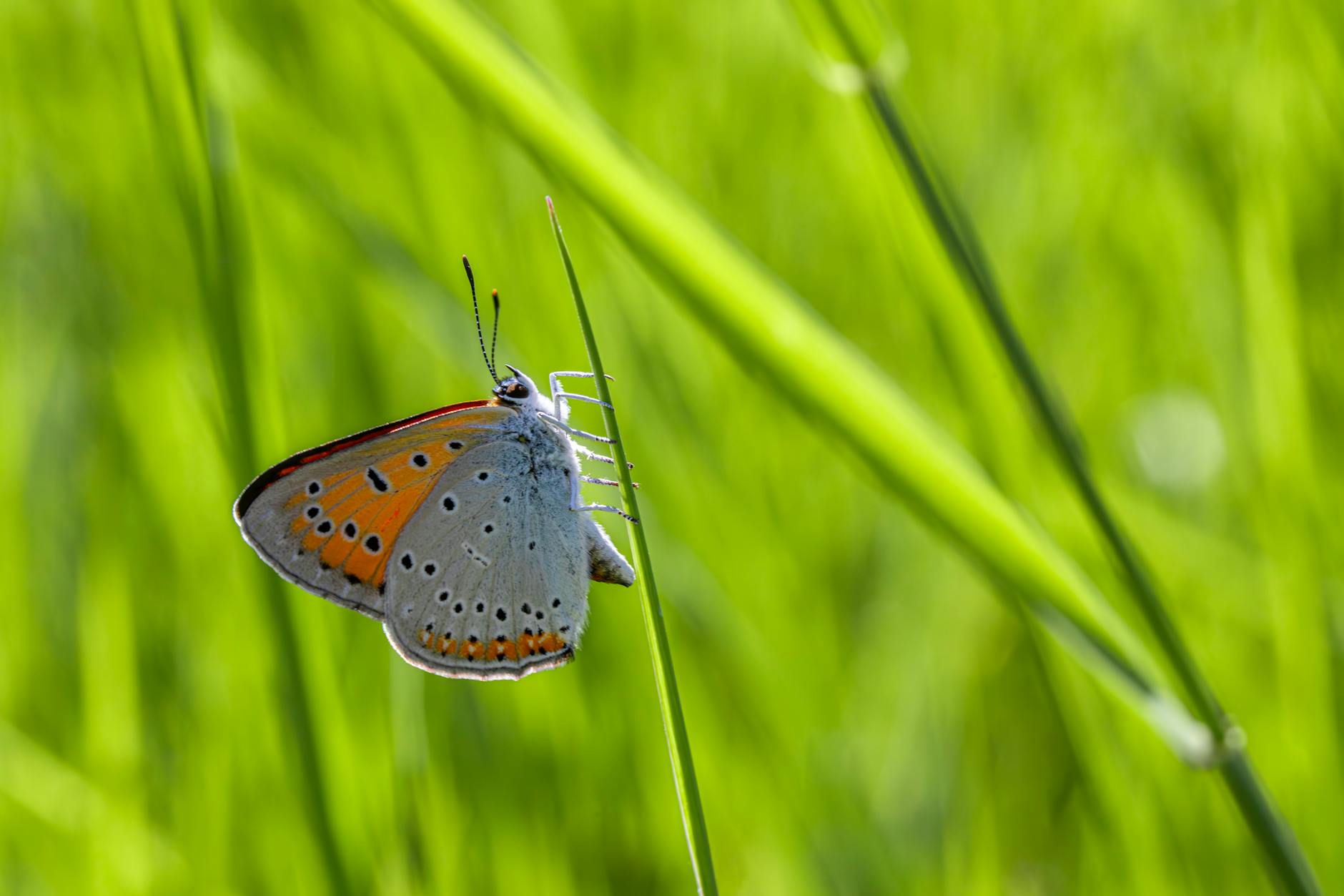 Fast Fashion Disparity