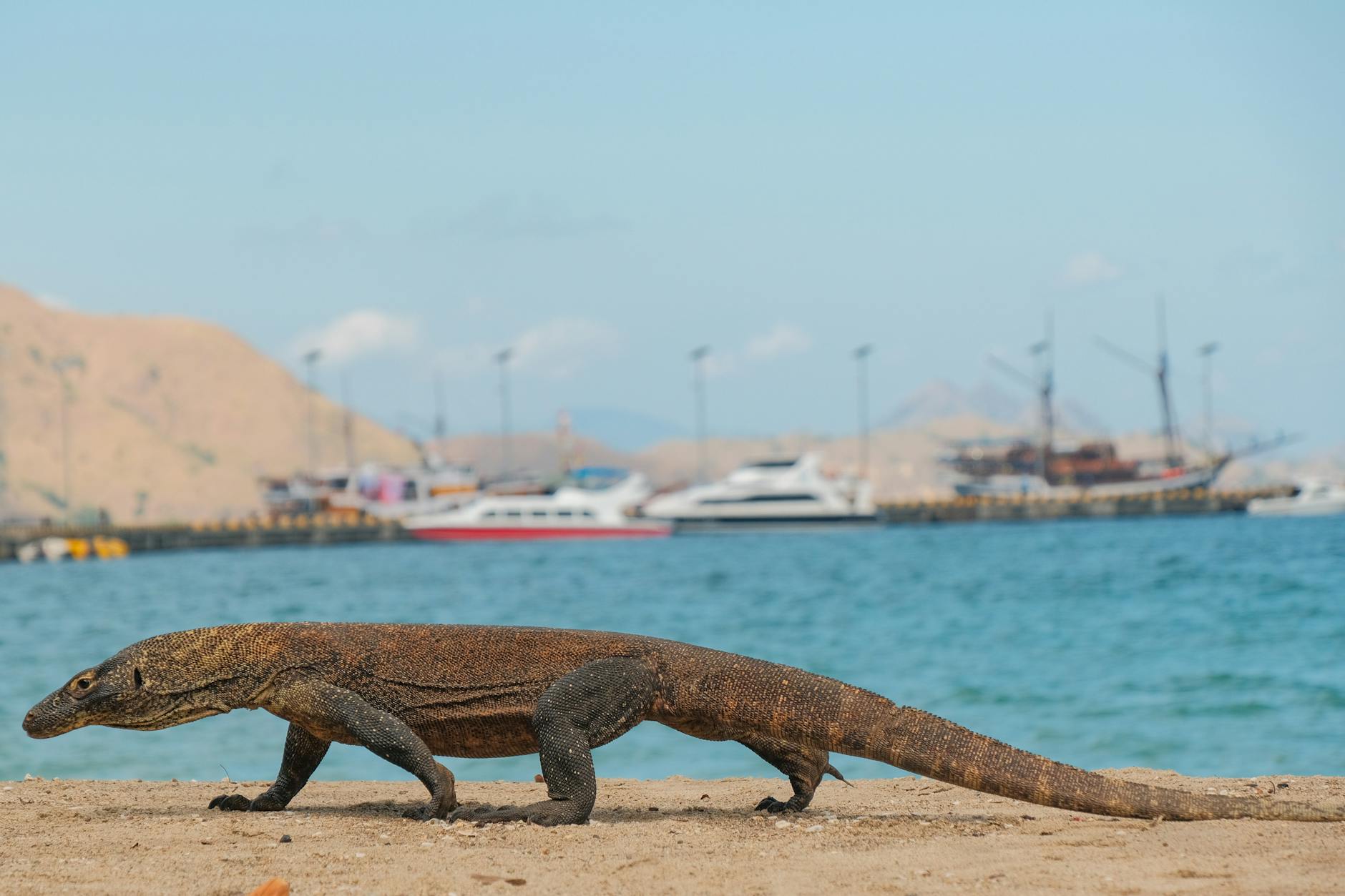 Komodo Dragon