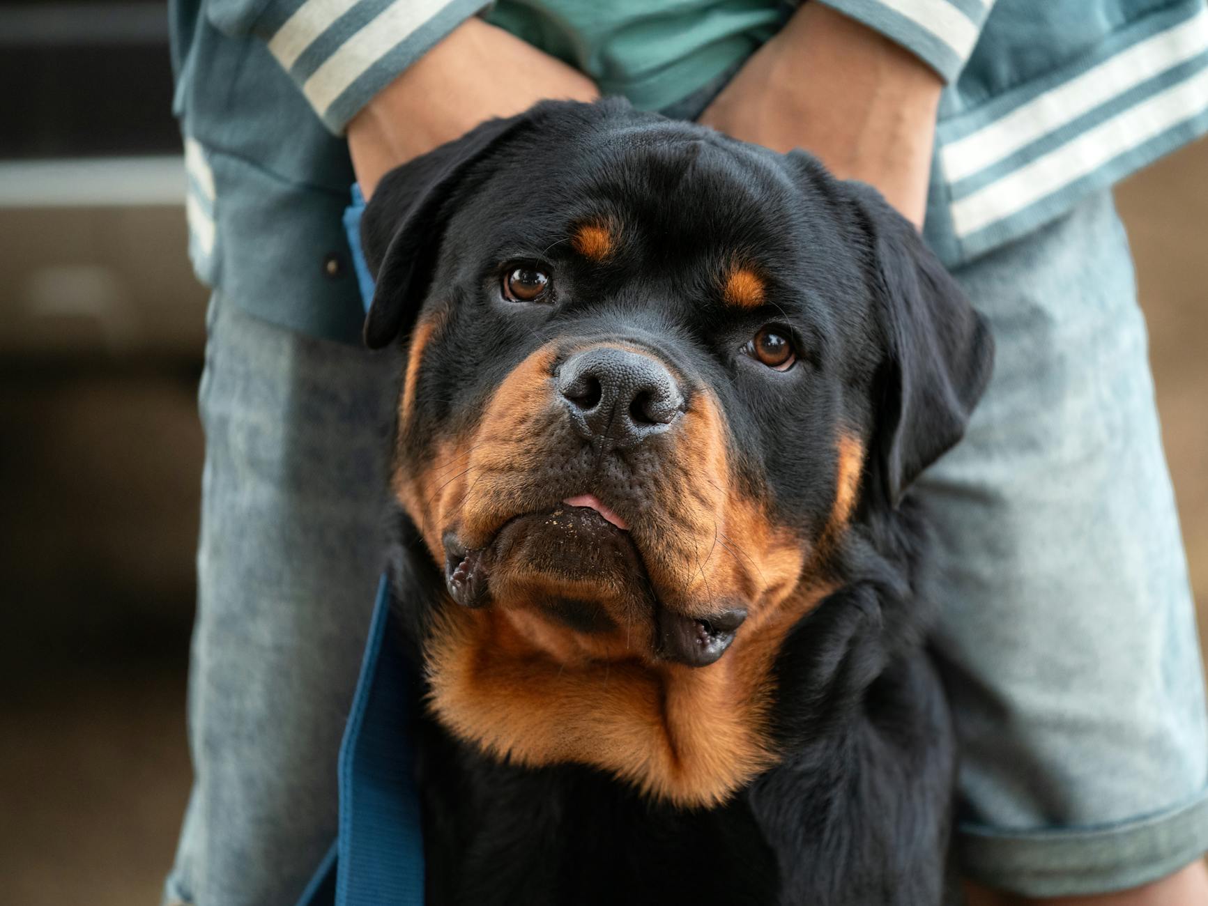 Rottweiler Dog Breed