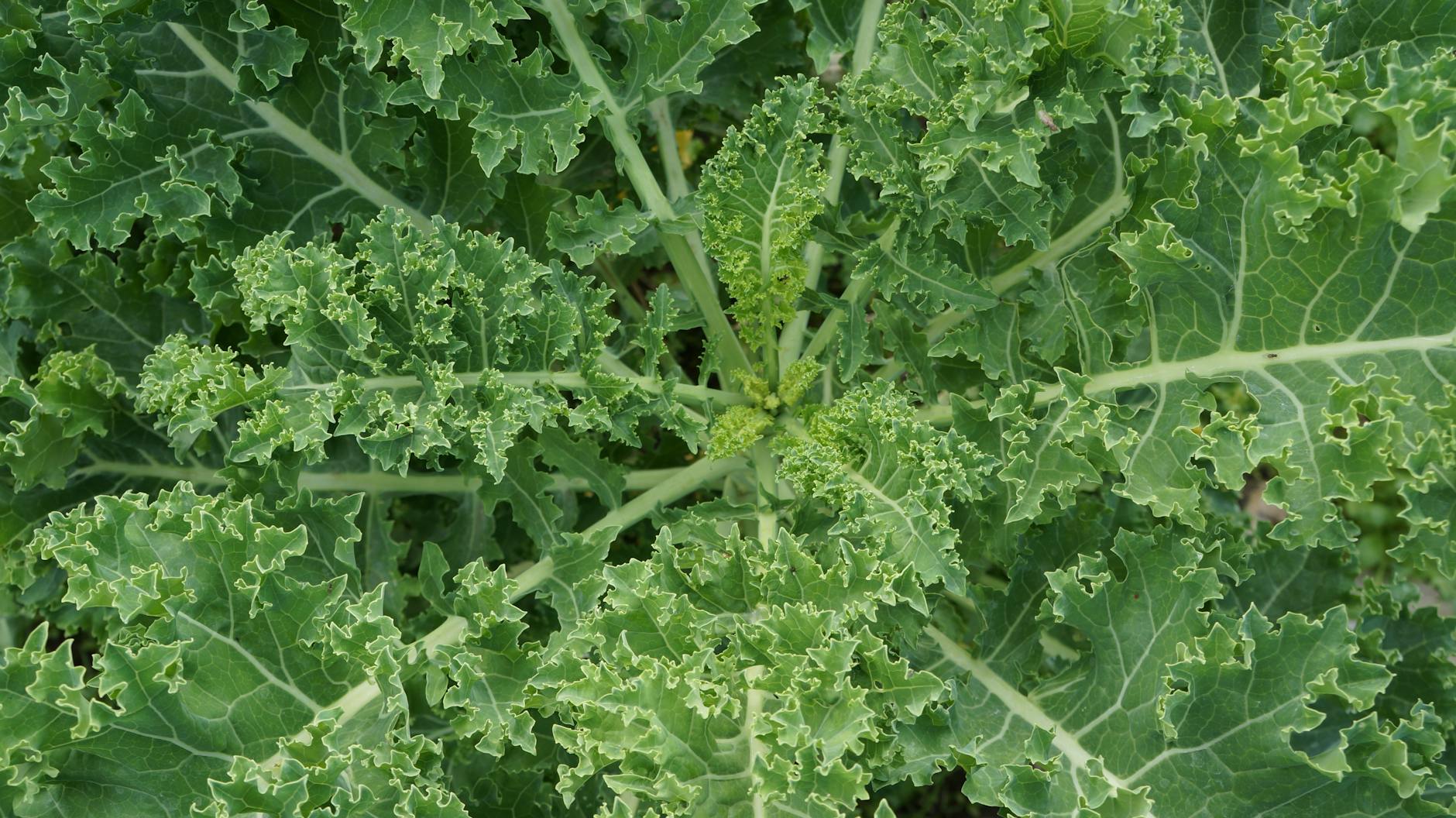 Kale Vegetable