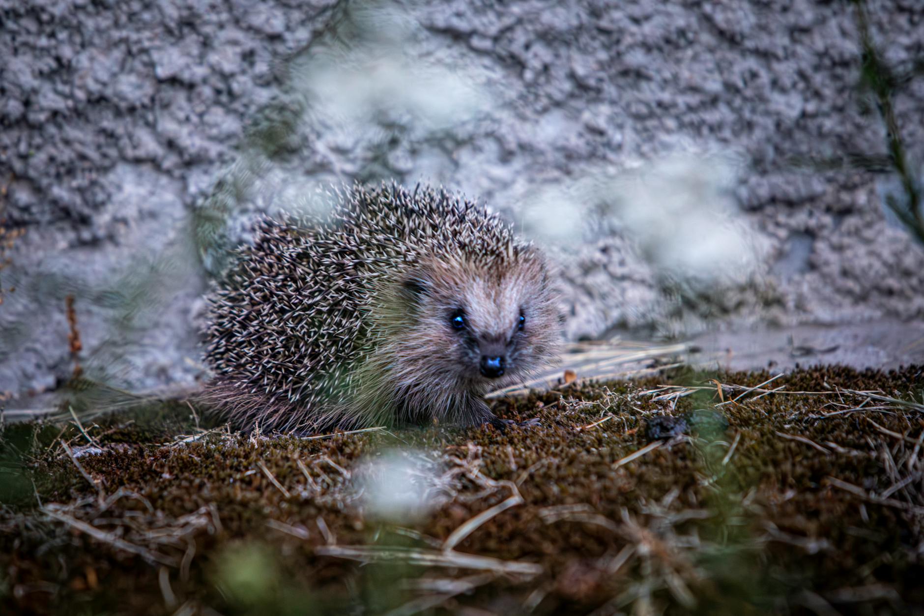 Hedgehog Animal