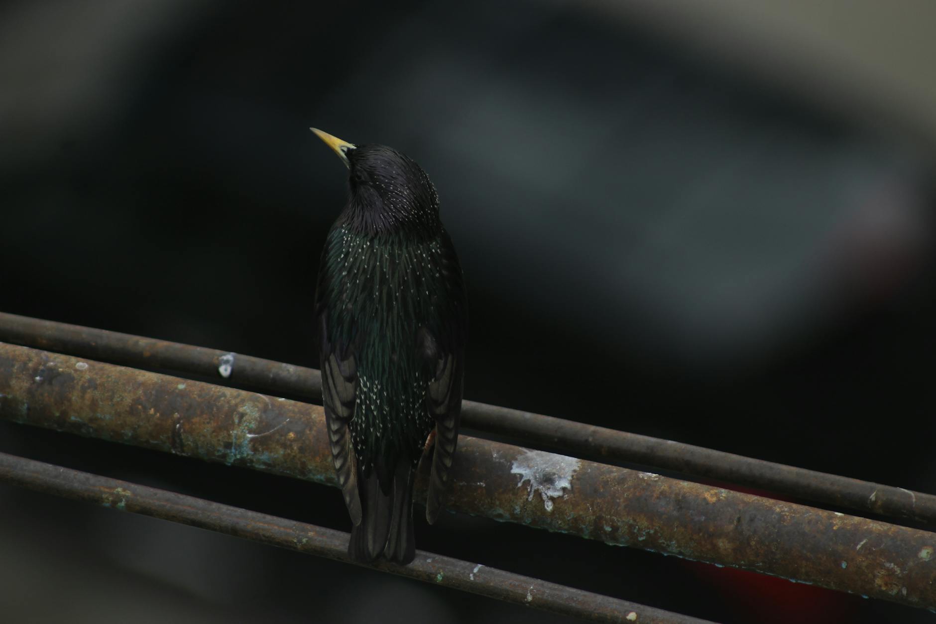 European Starling Bird