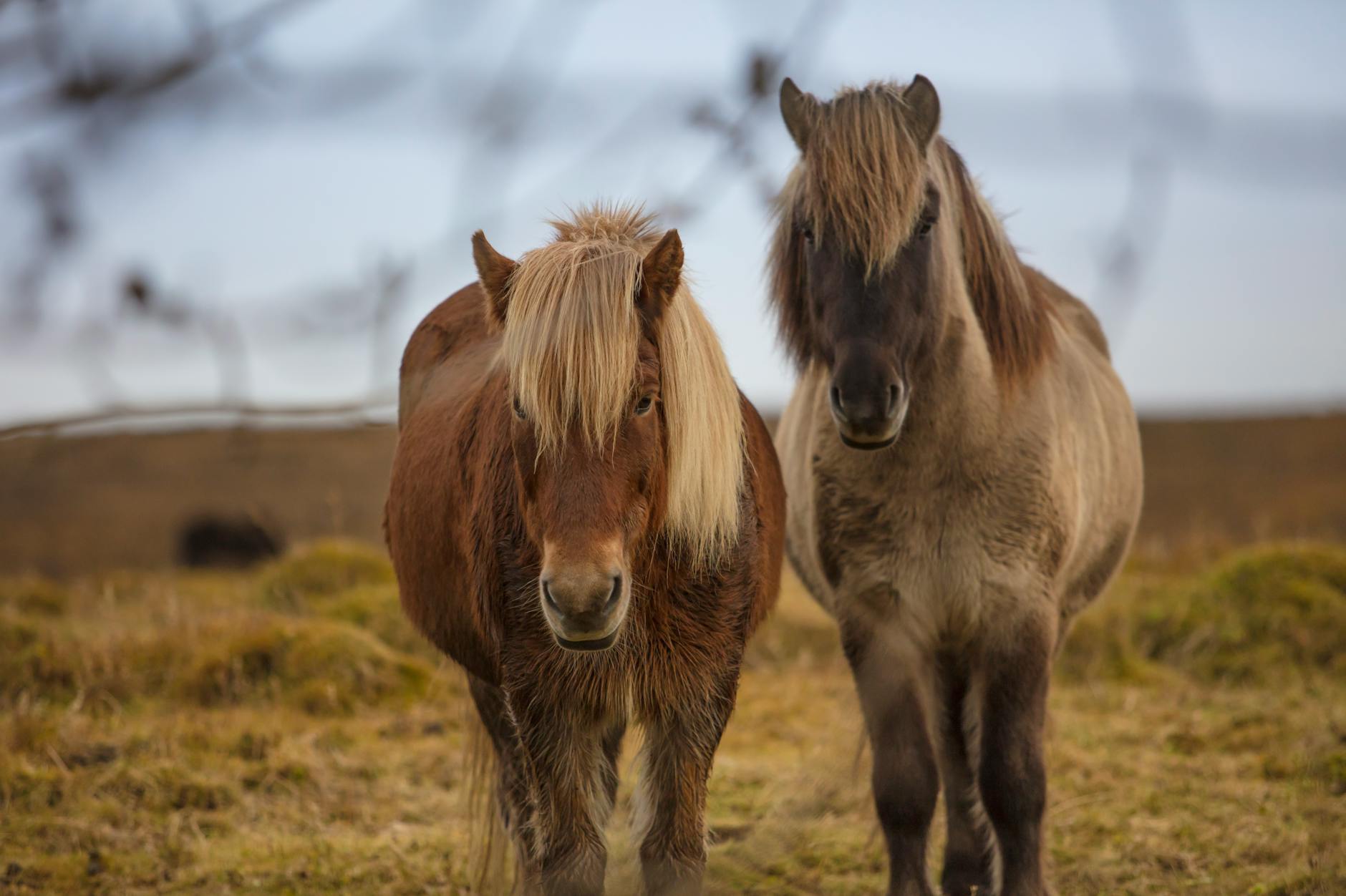 Outdoor Exposure Pet