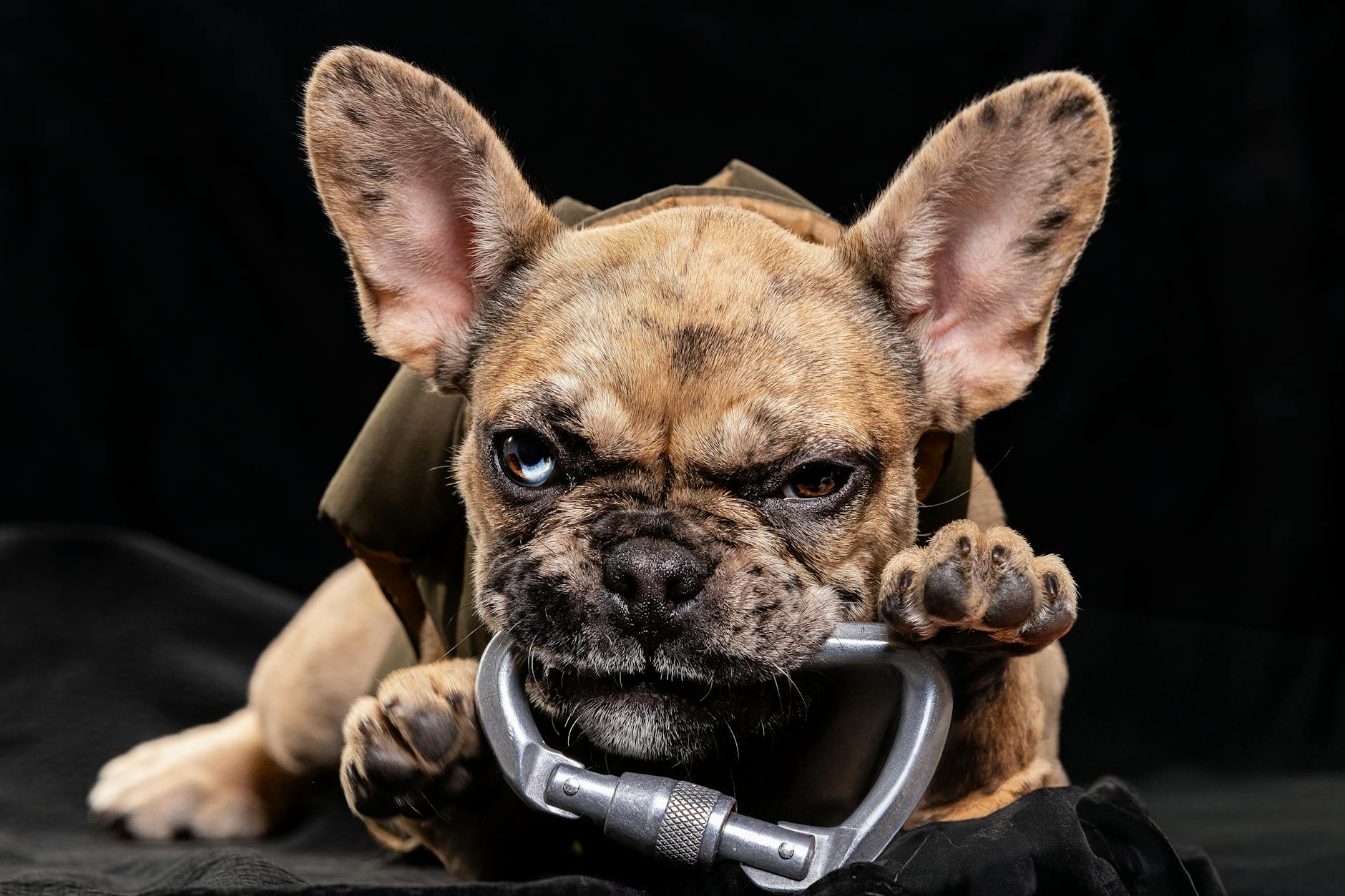 Pet Deception Apartment