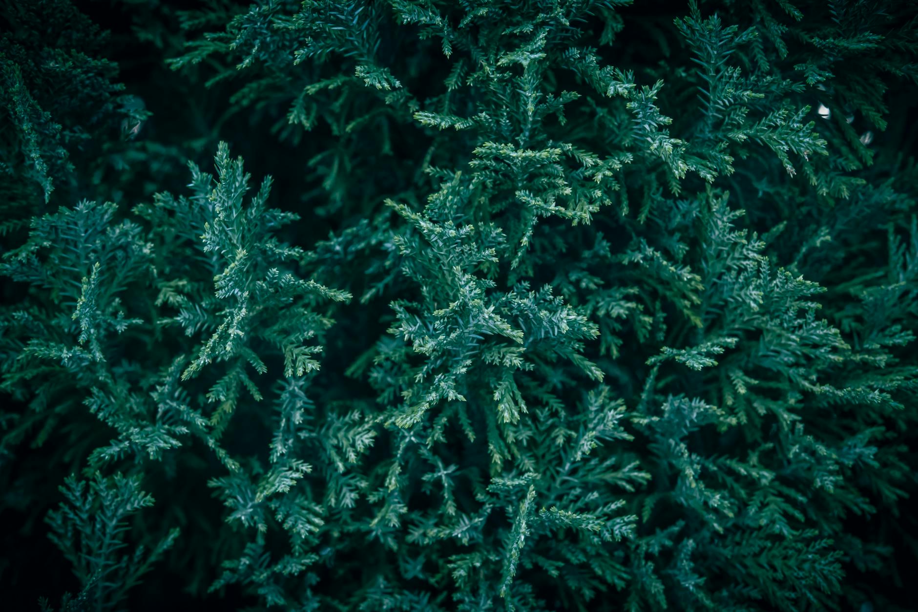 Chinese Evergreen Plant
