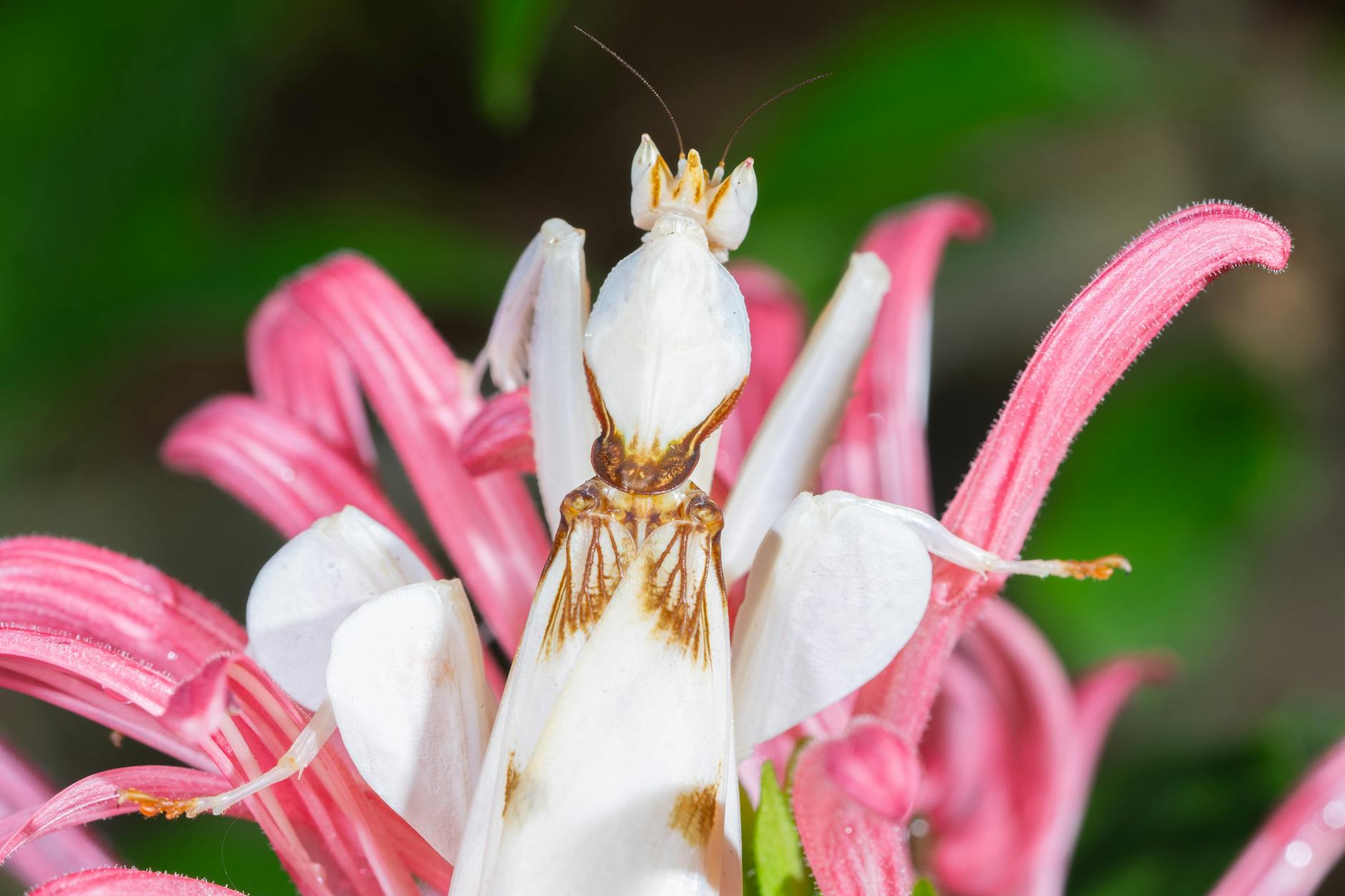 Orchid Mantis