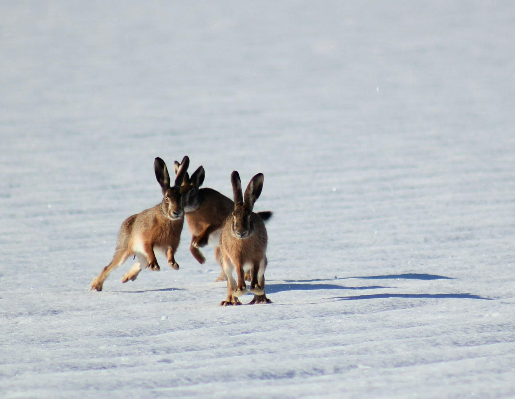 Snowshoe Hare Animal
