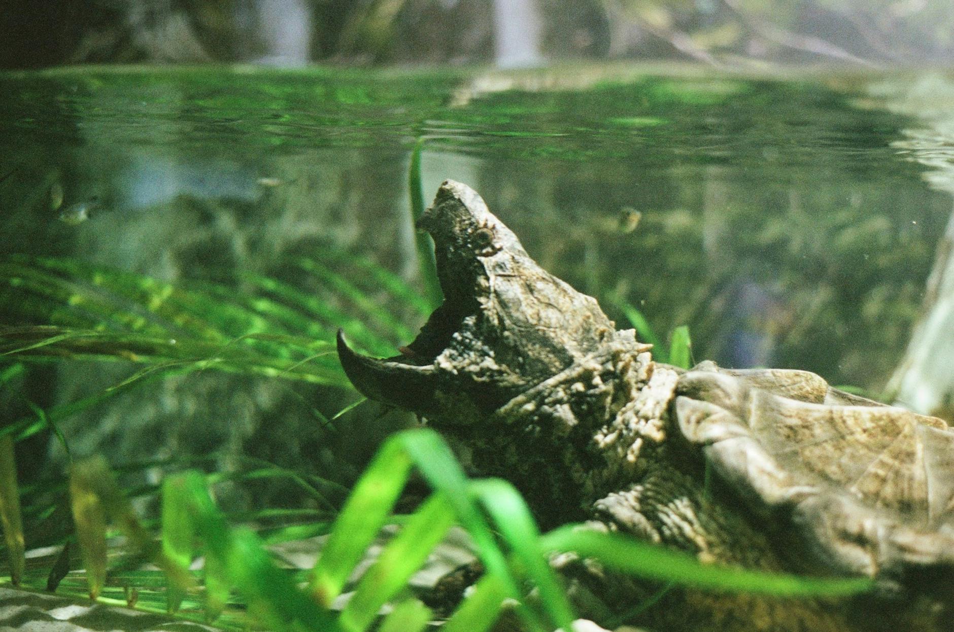 Alligator Snapping Turtle Animal