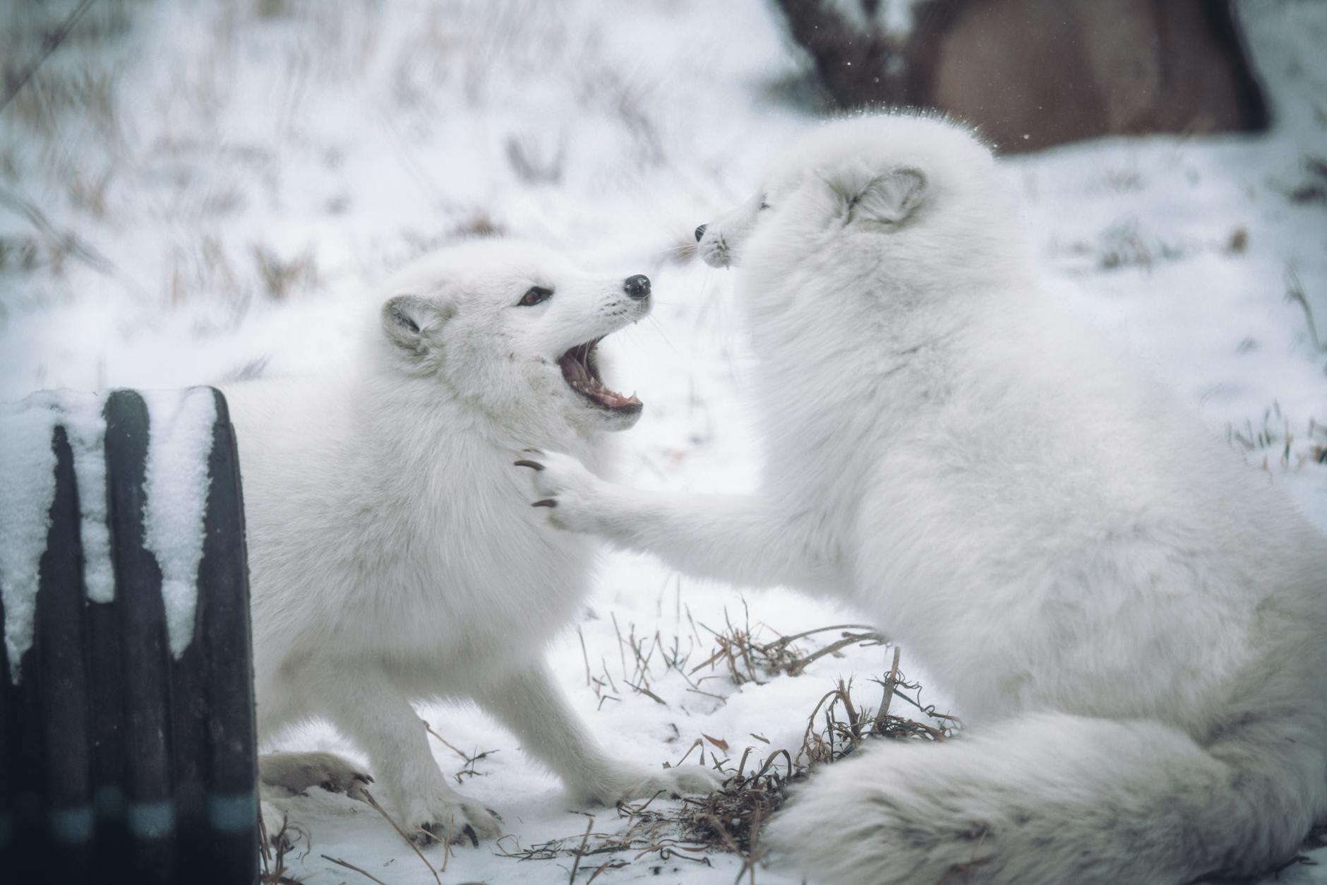Arctic Fox Animal