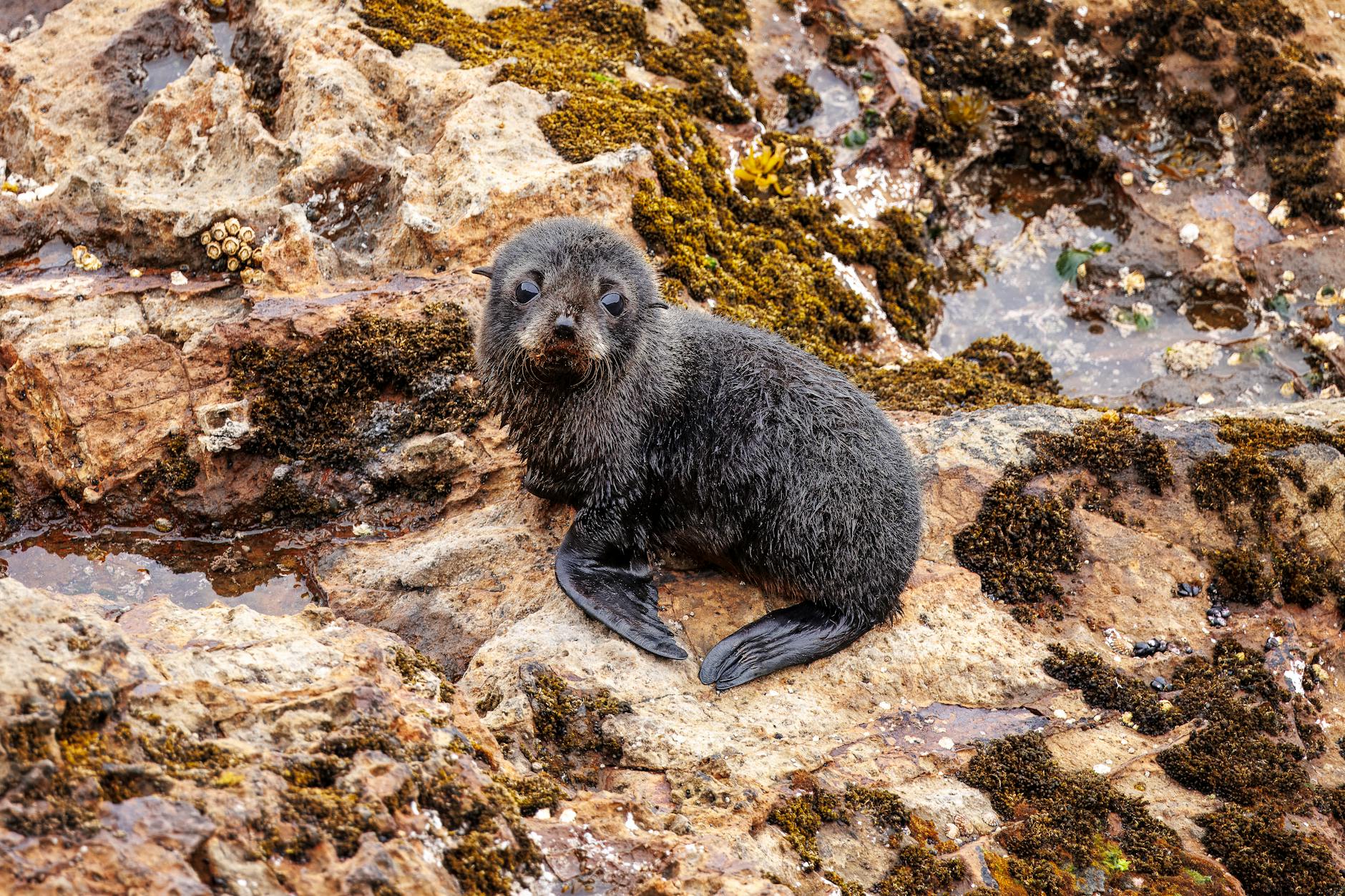 Seal Pup Baby