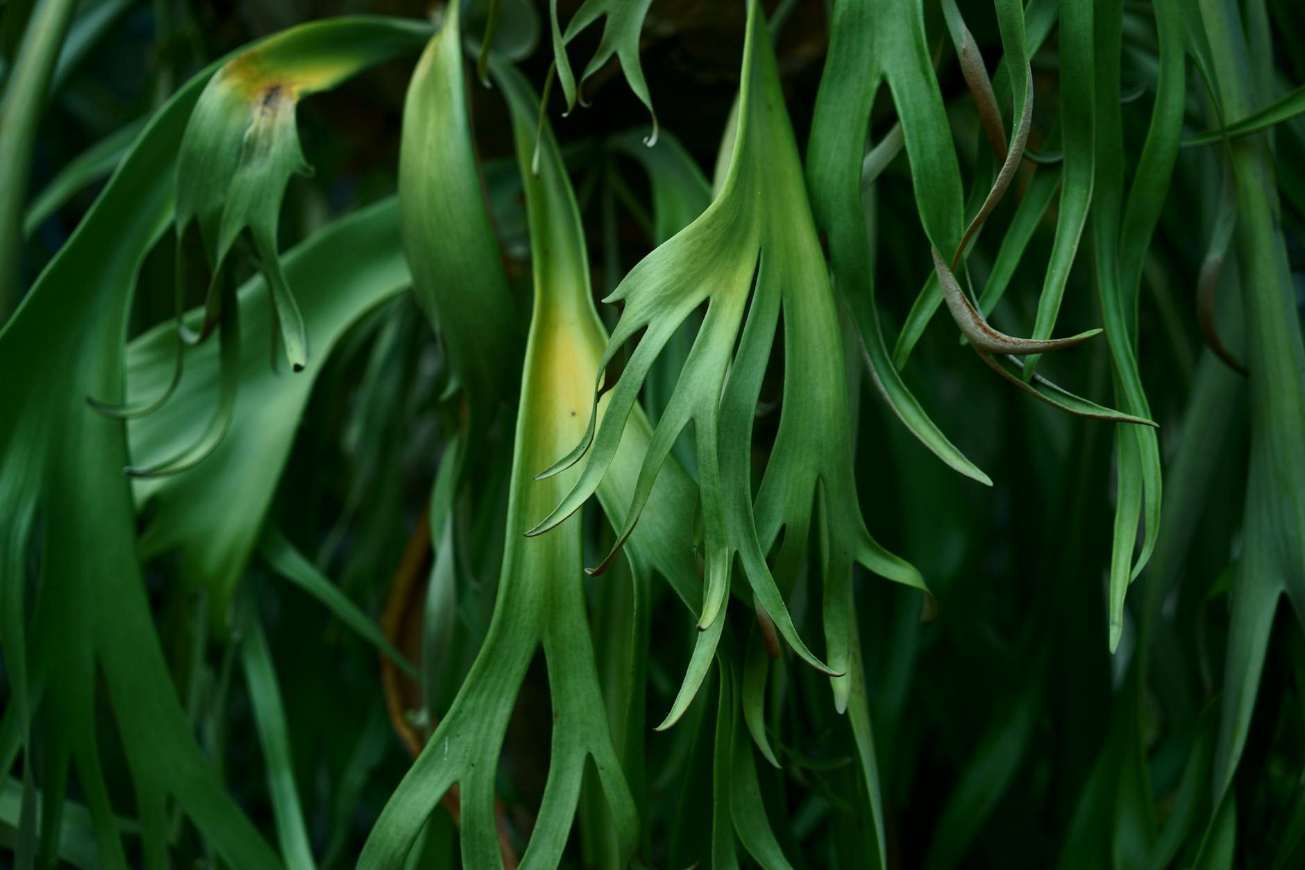 Staghorn Plant