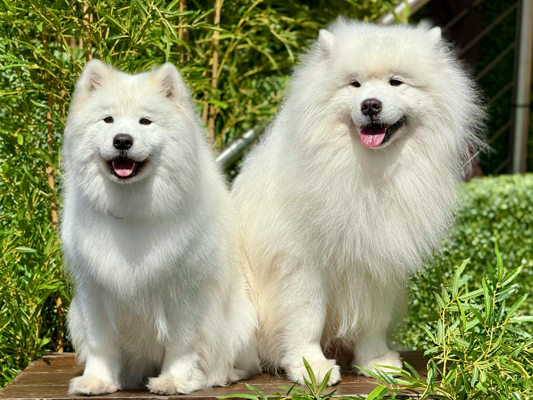 Samoyed Dog Breed