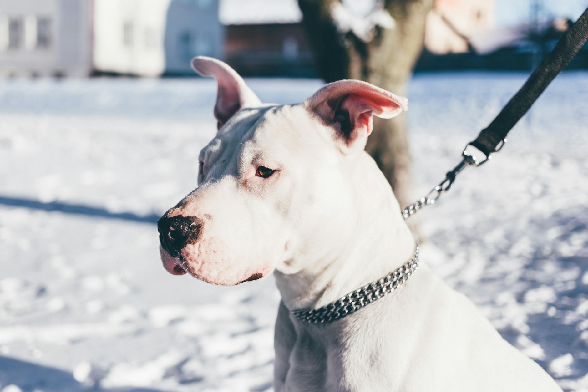 Dogo Argentino Dog Breed