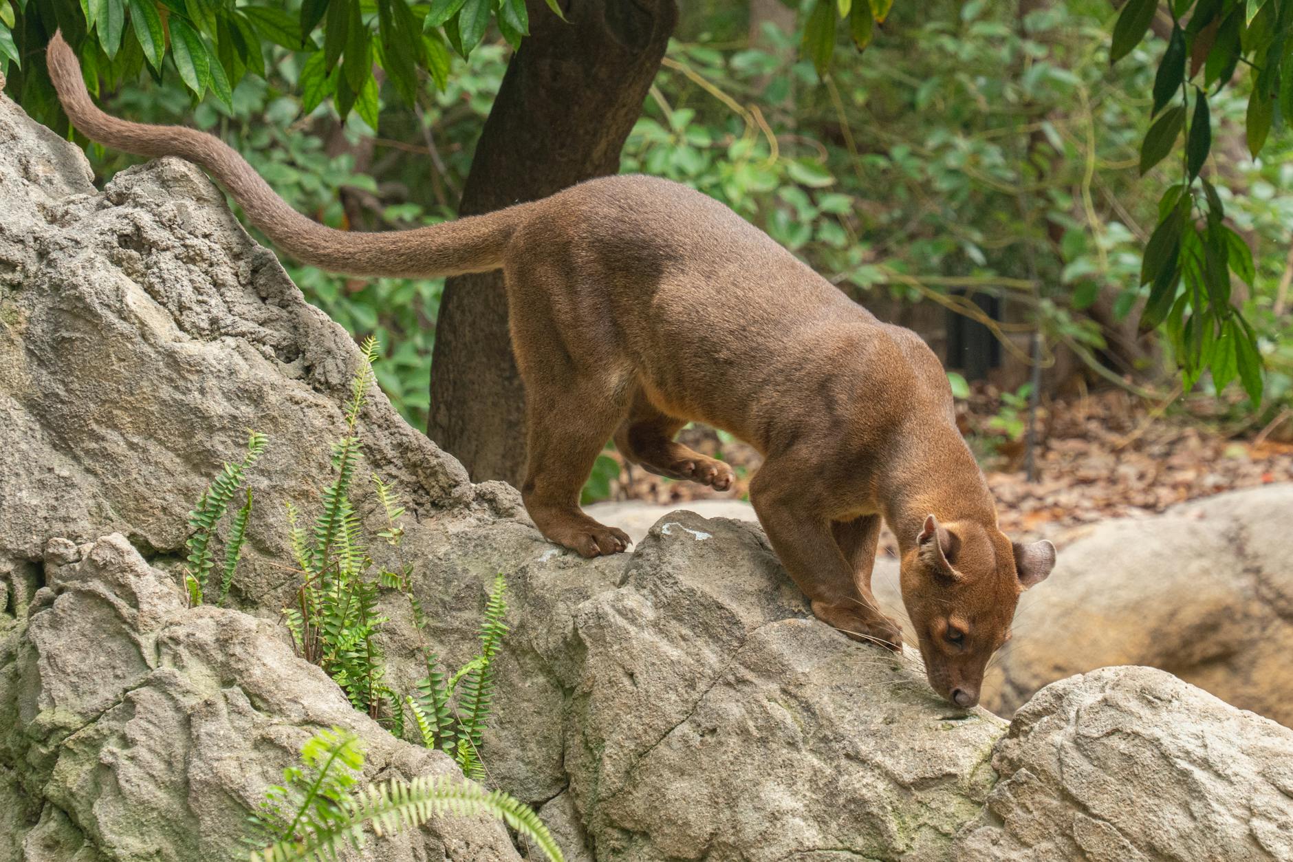 Fossa Animal