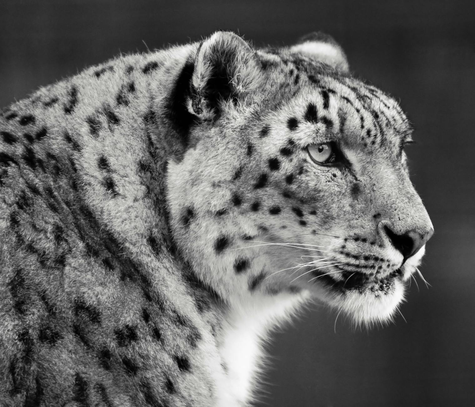 Snow Leopard