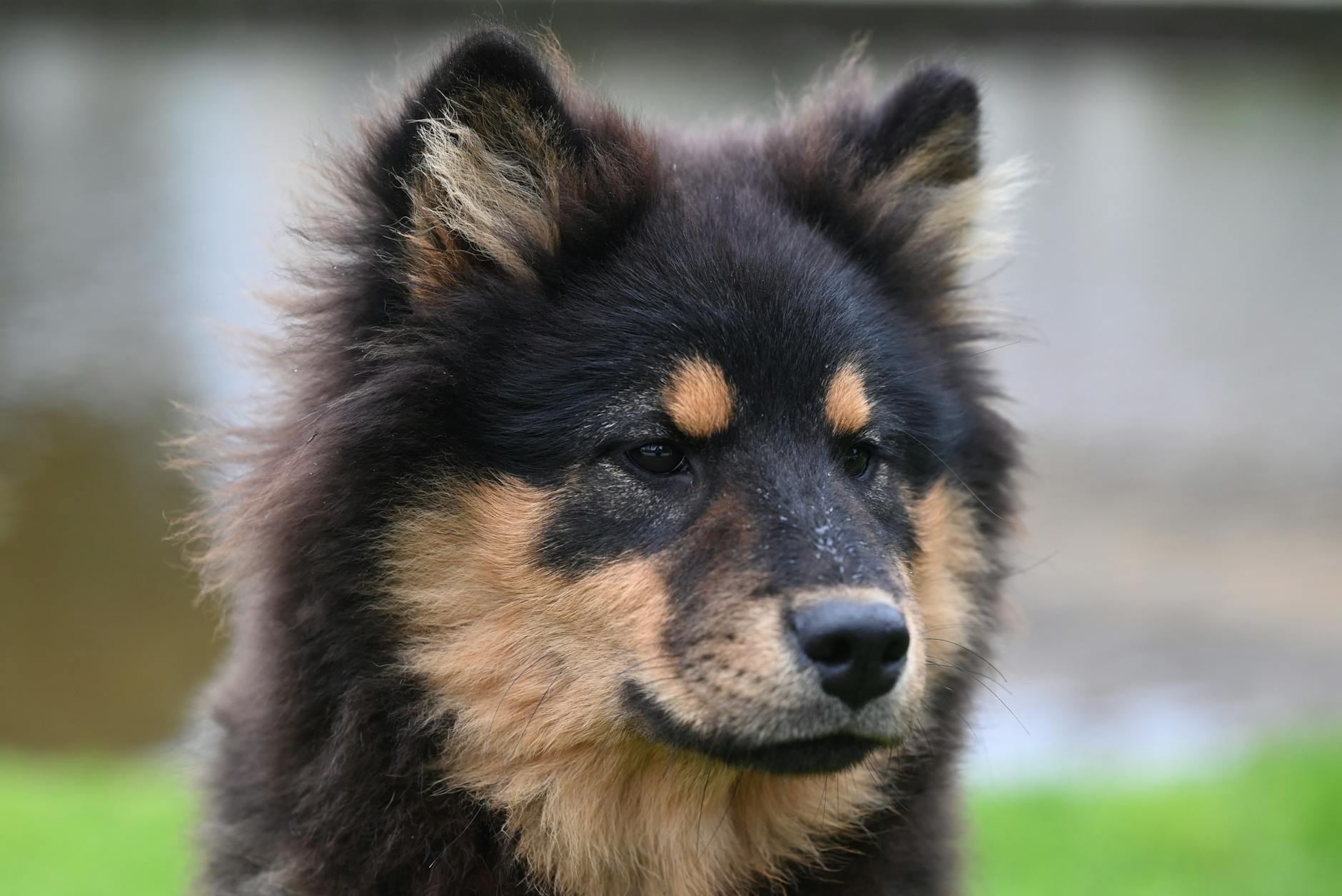 Finnish Lapphund Dog Breed