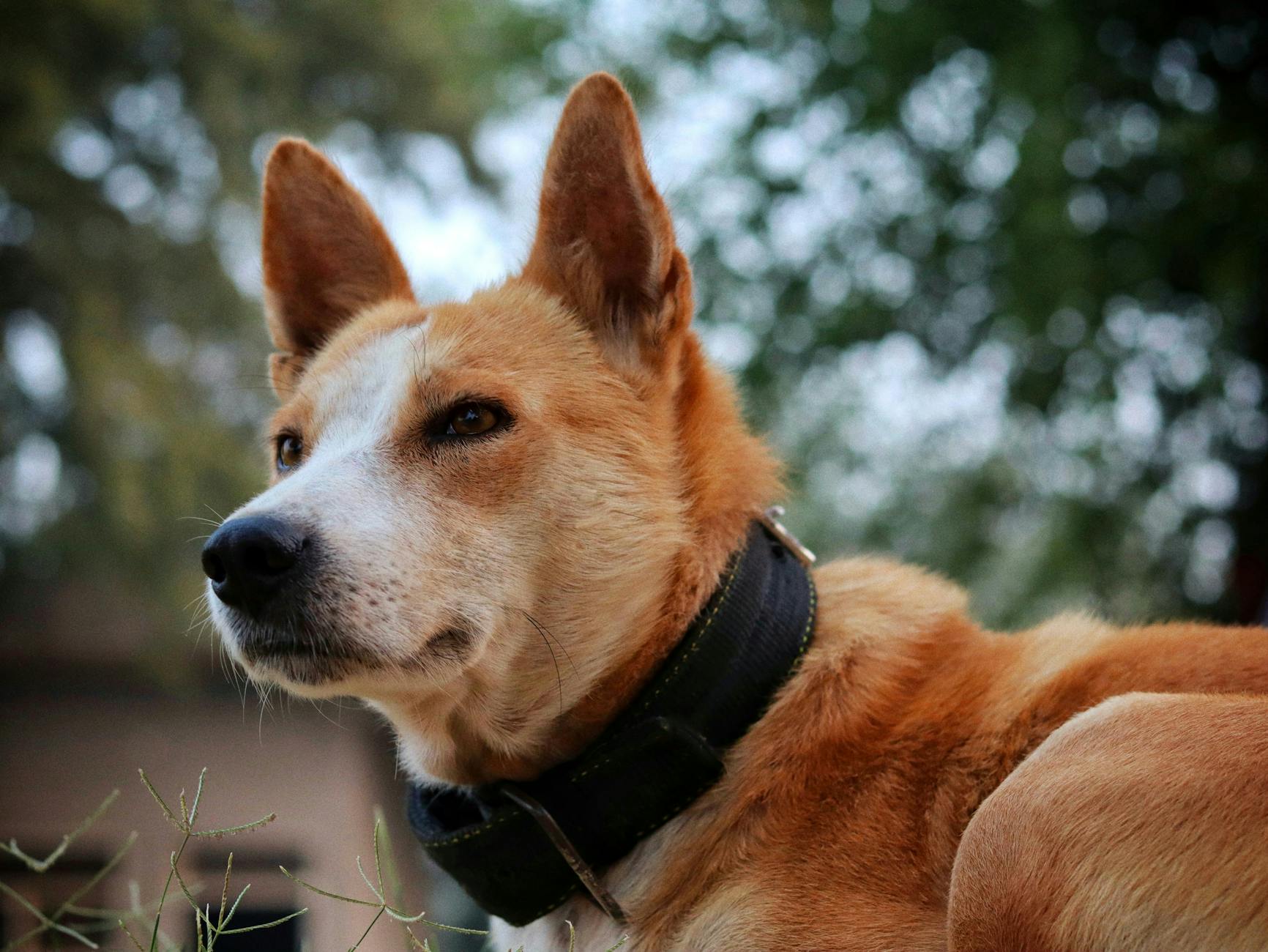 Basenji Dog Breed