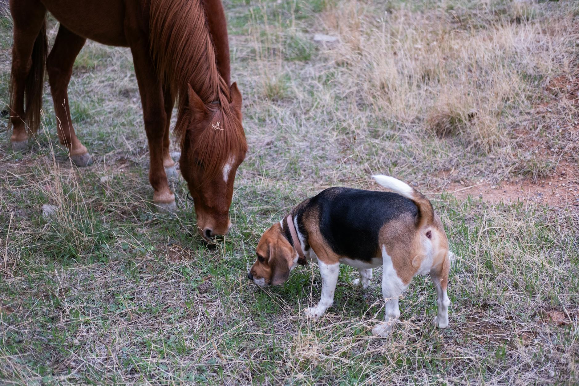 Grazing Pet
