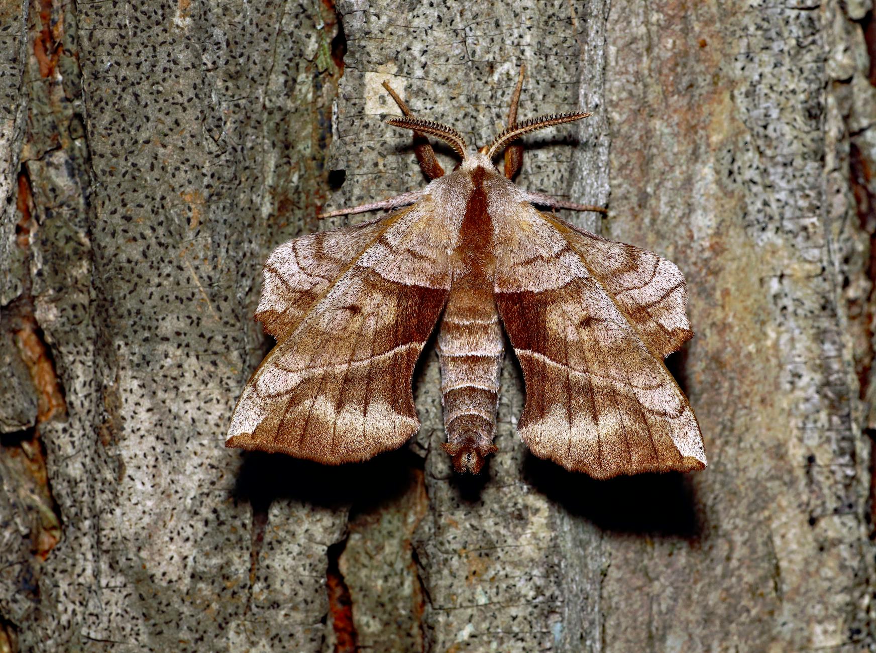 Buck Moth Animal
