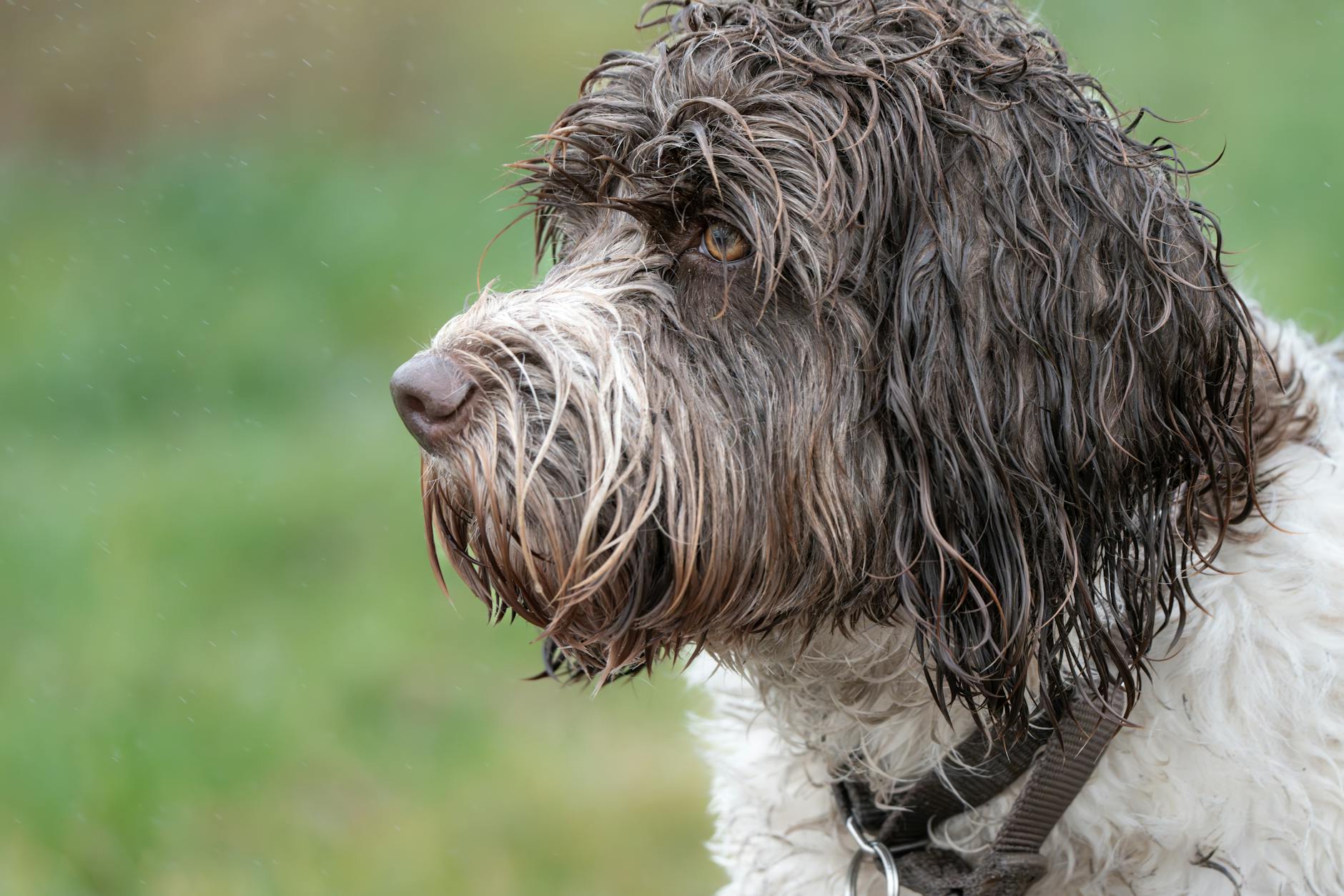 Portuguese Water Dog Breed